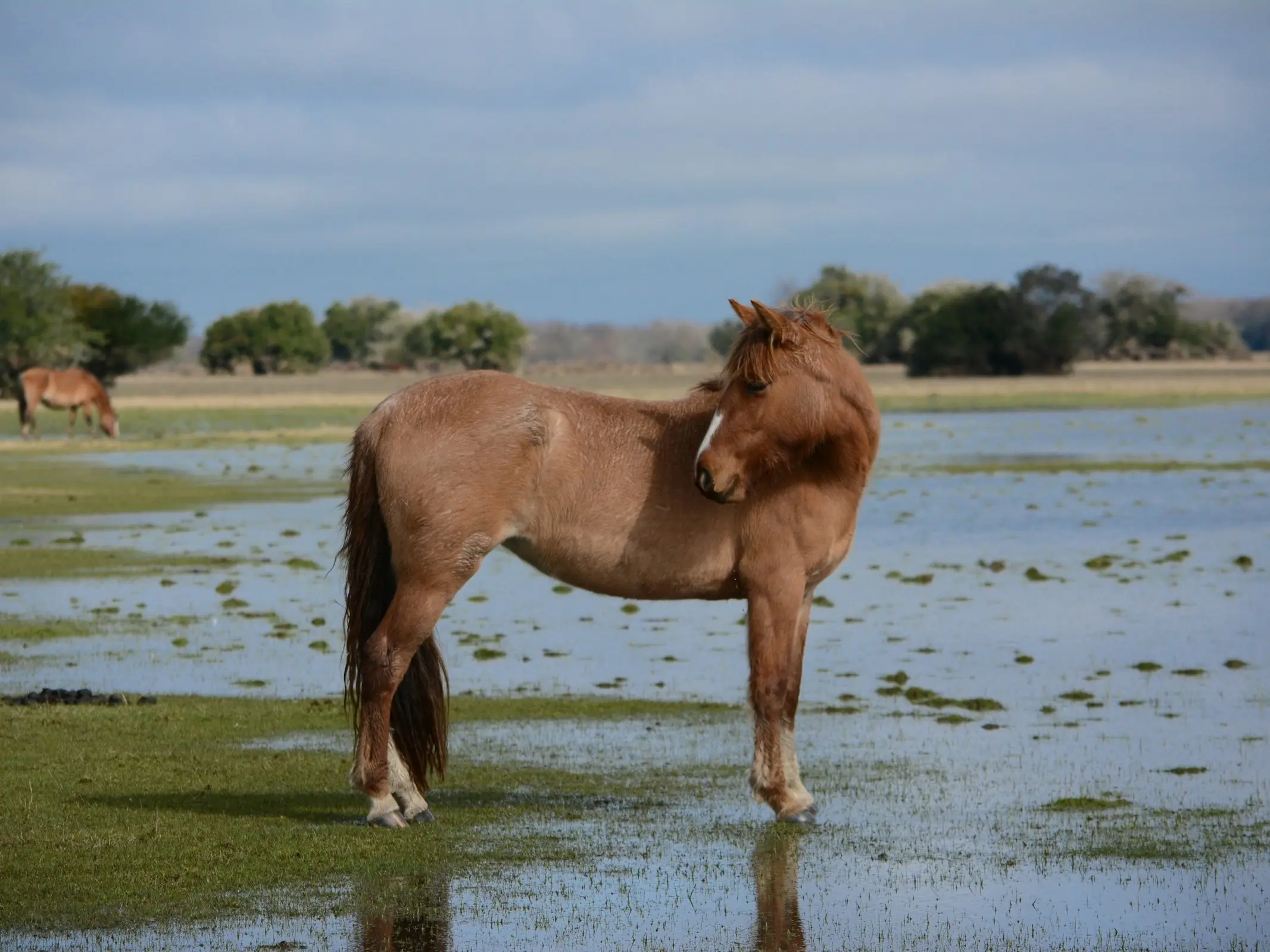 Criollo Horse