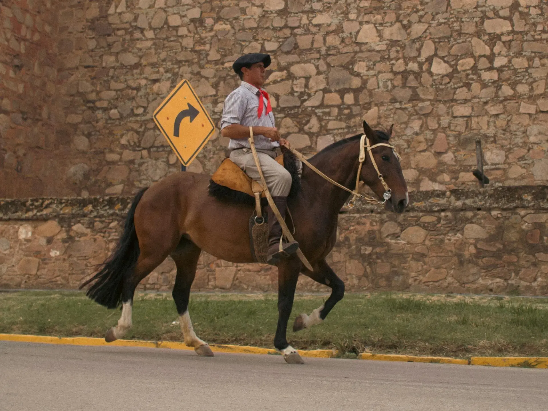 Criollo Horse