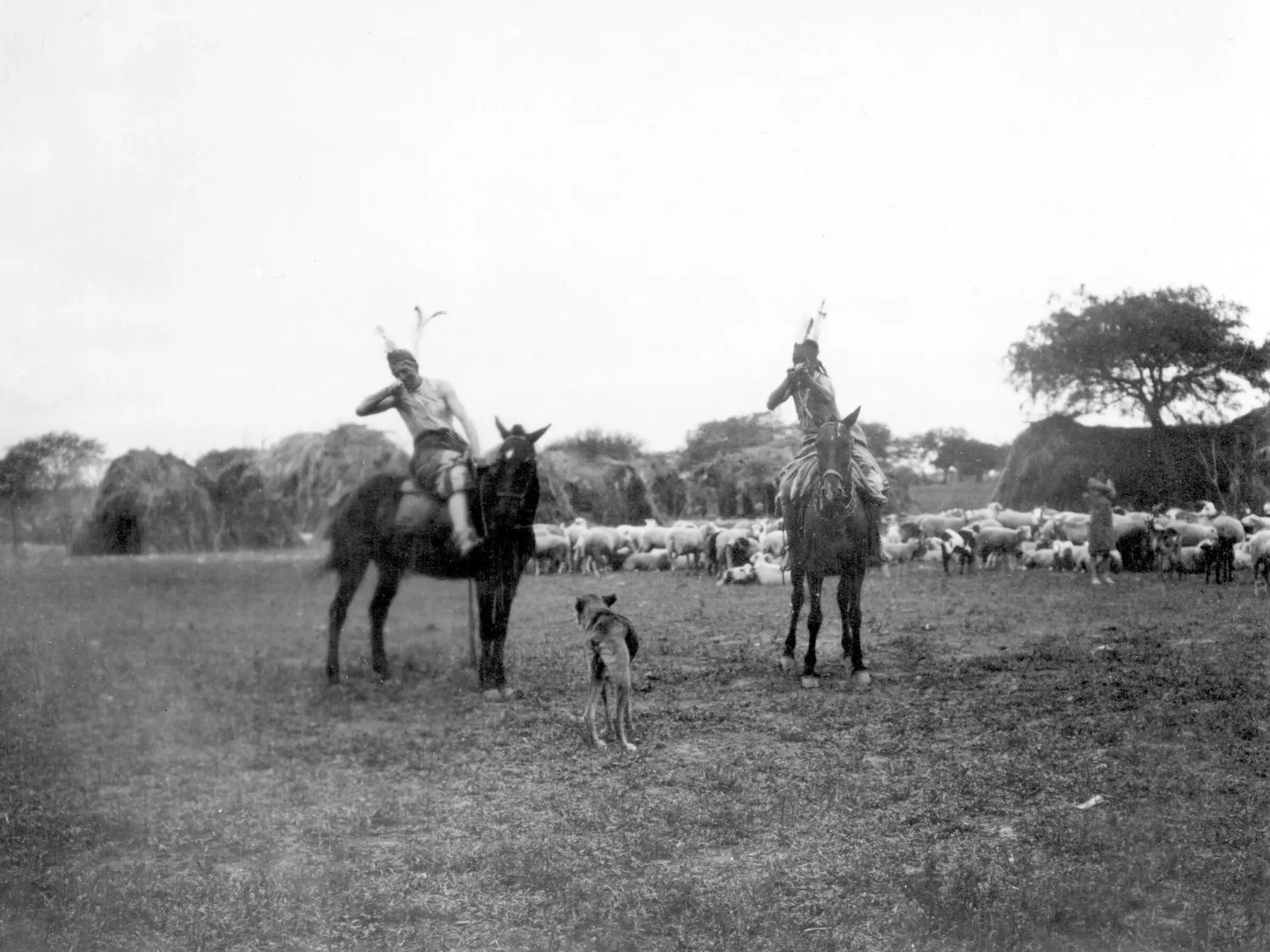Criollo Oriental Horse
