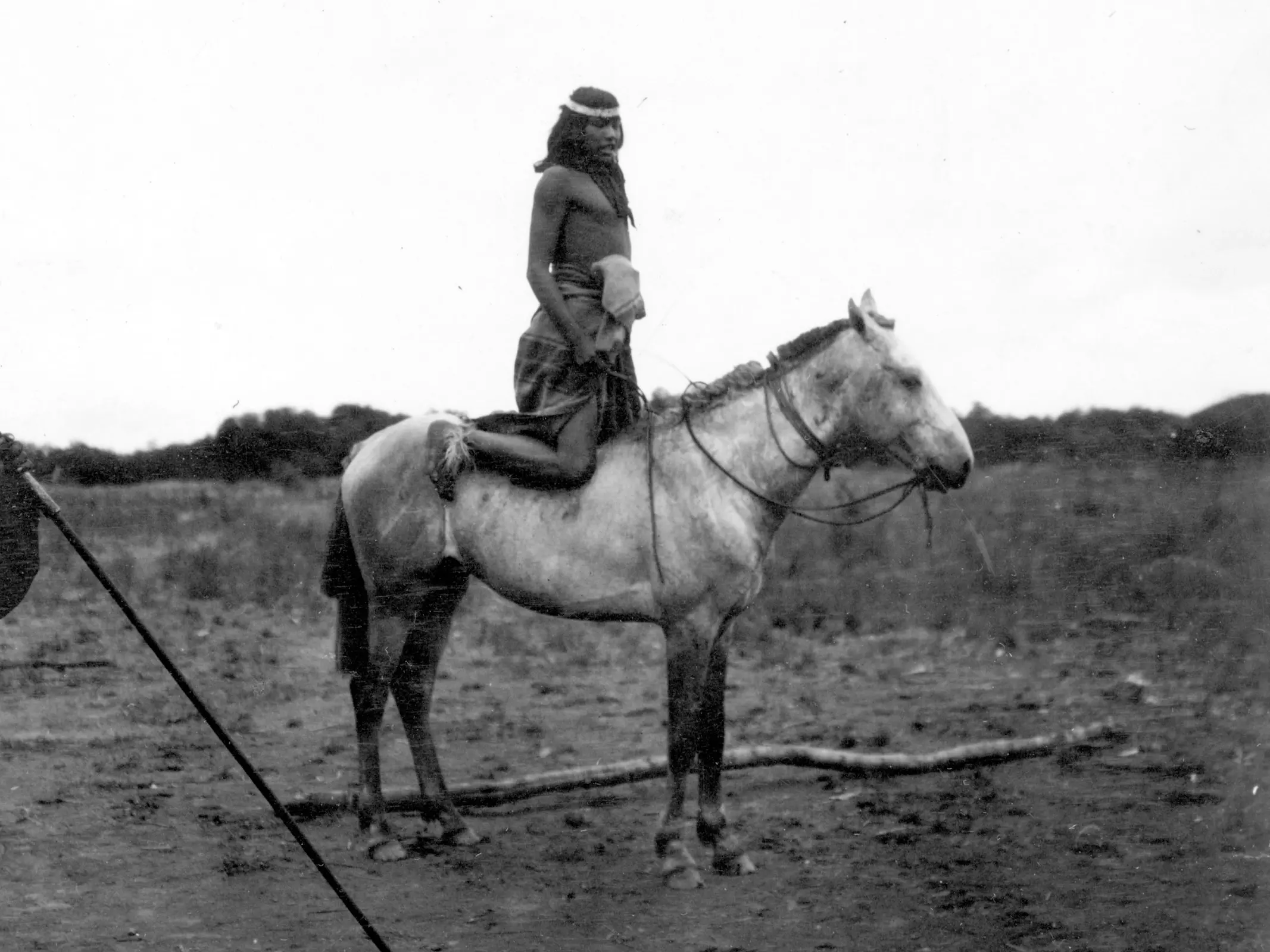 Criollo Oriental Horse