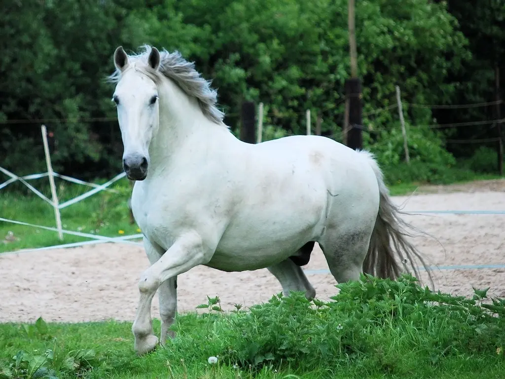 Criollo Horse