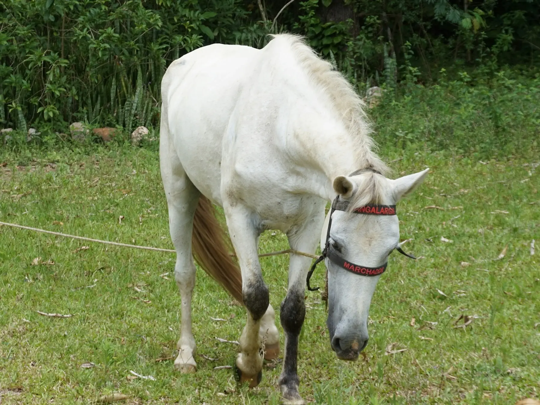 Crioulo Horse