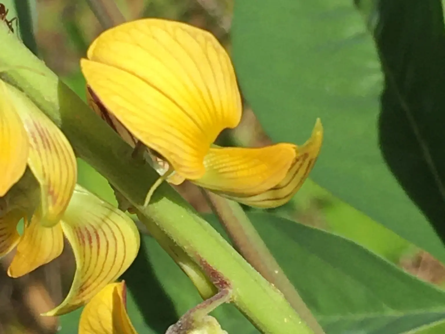 Crotalaria