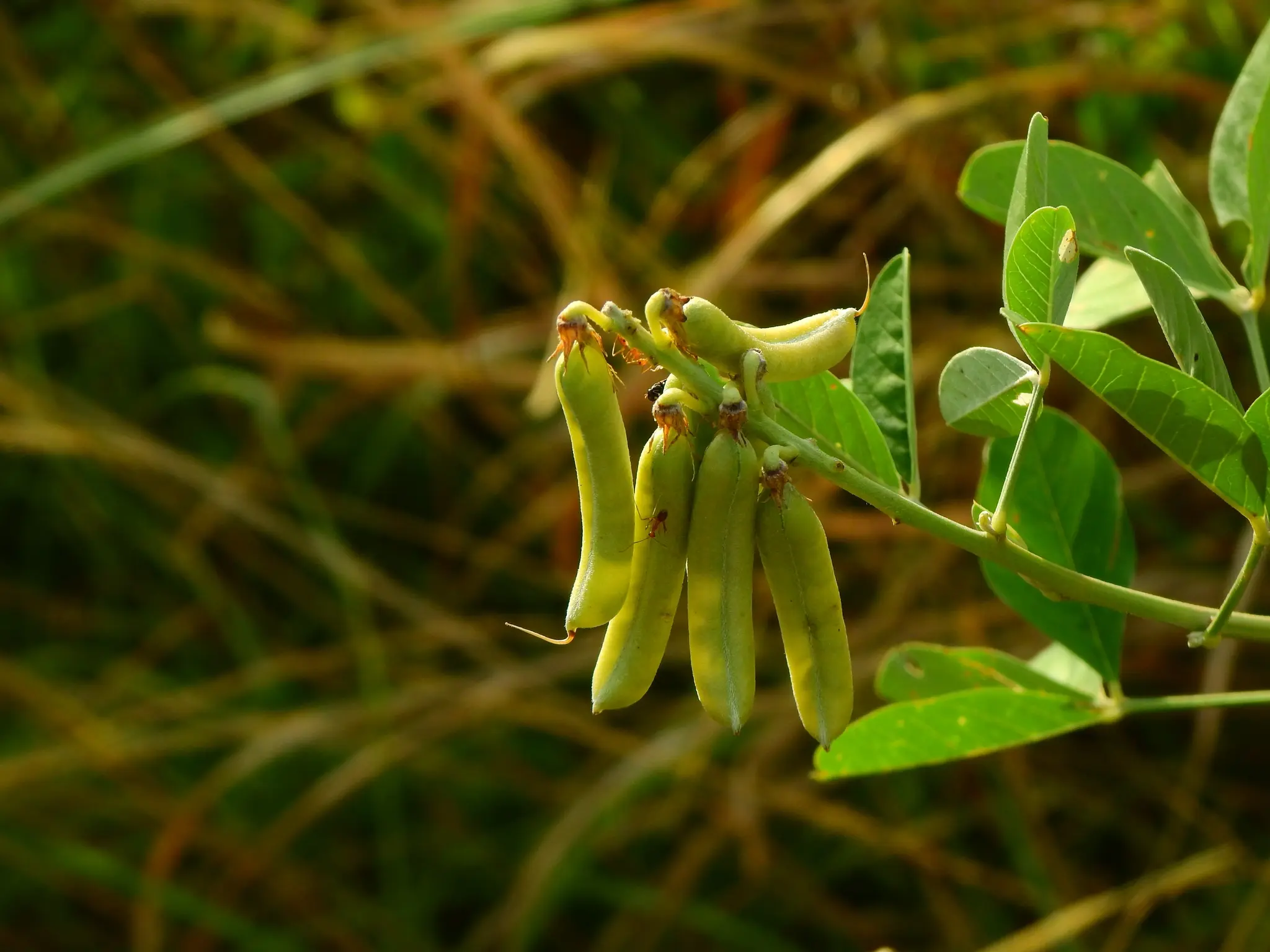 Crotalaria