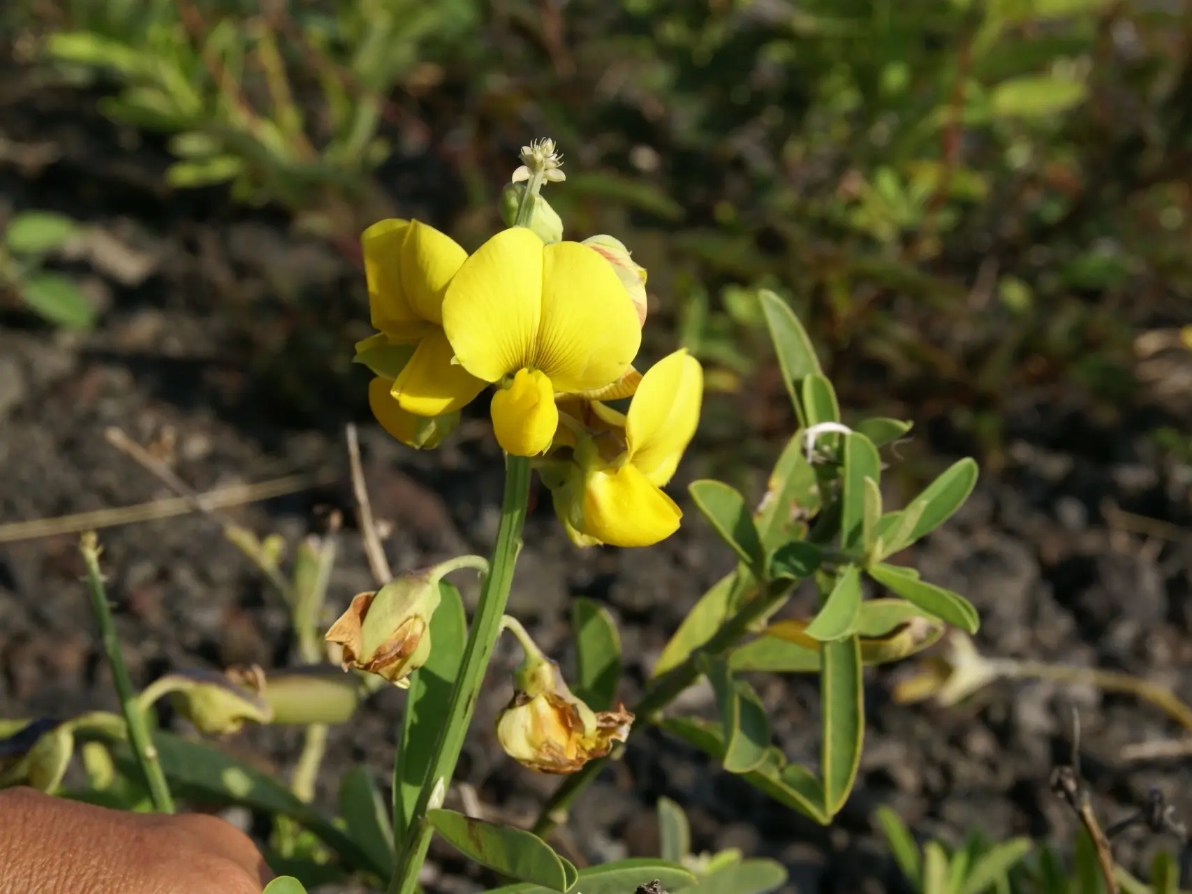 Crotalaria