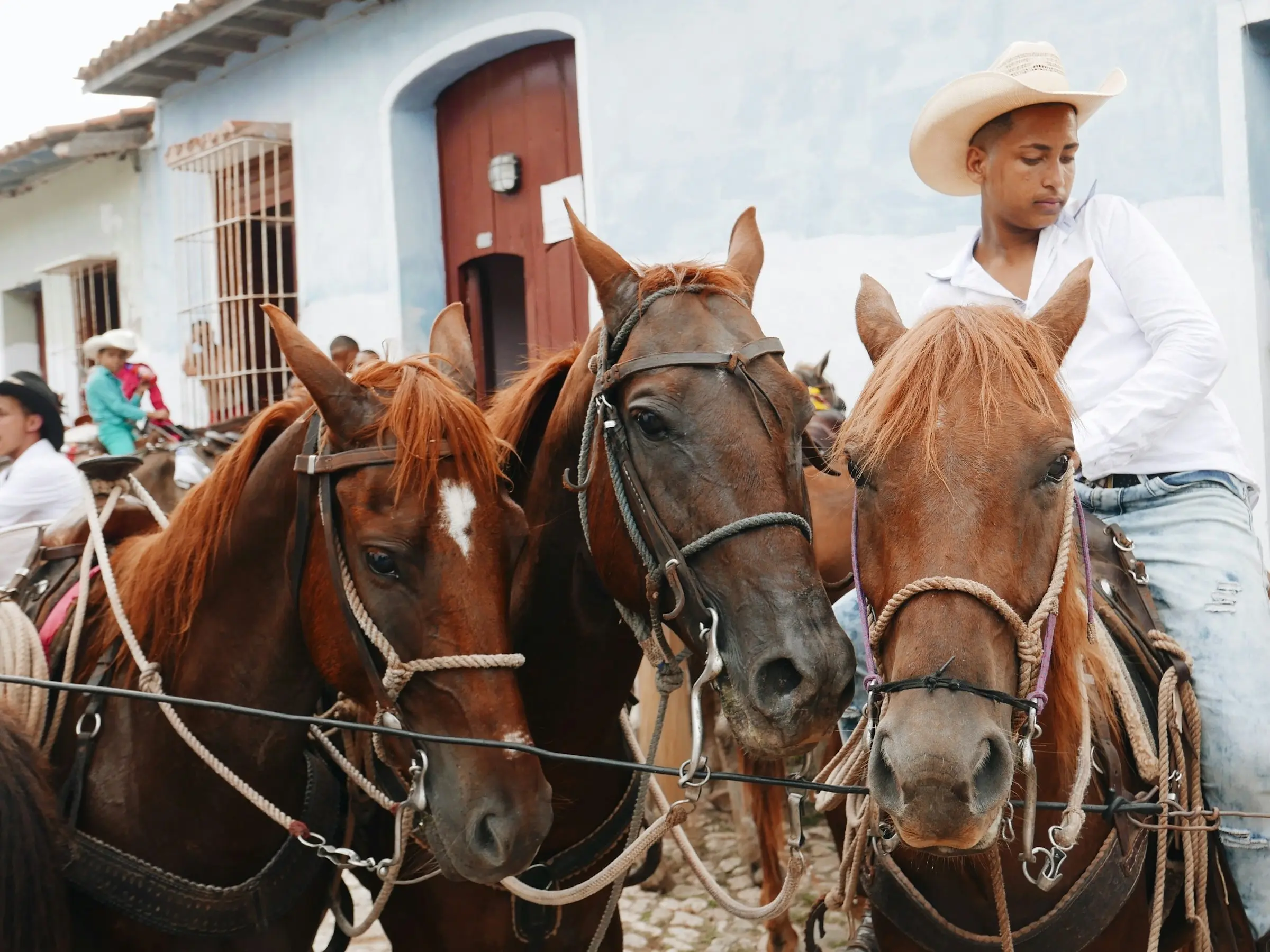 Cuban Paso Horse