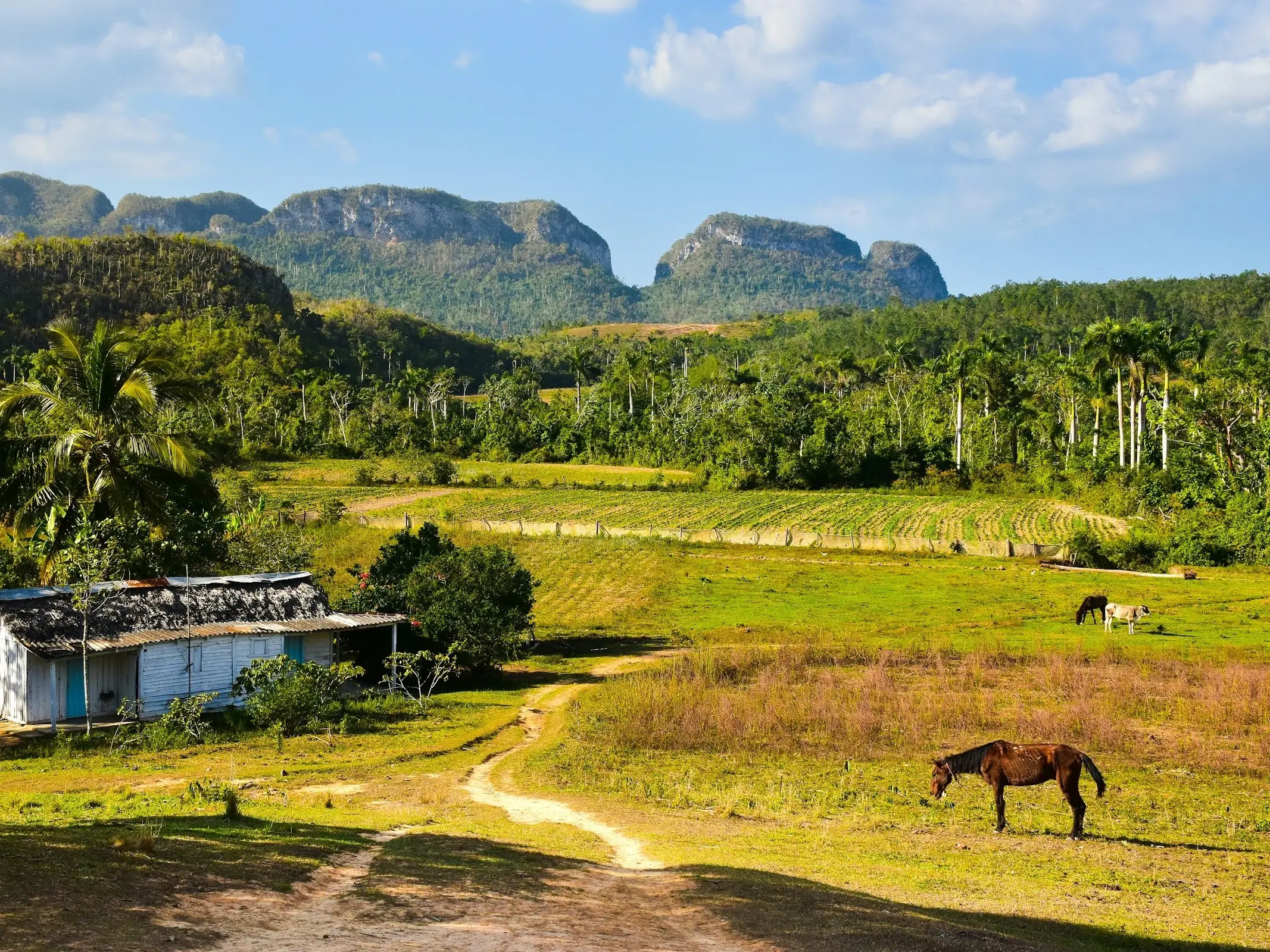 Cuban Paso Horse