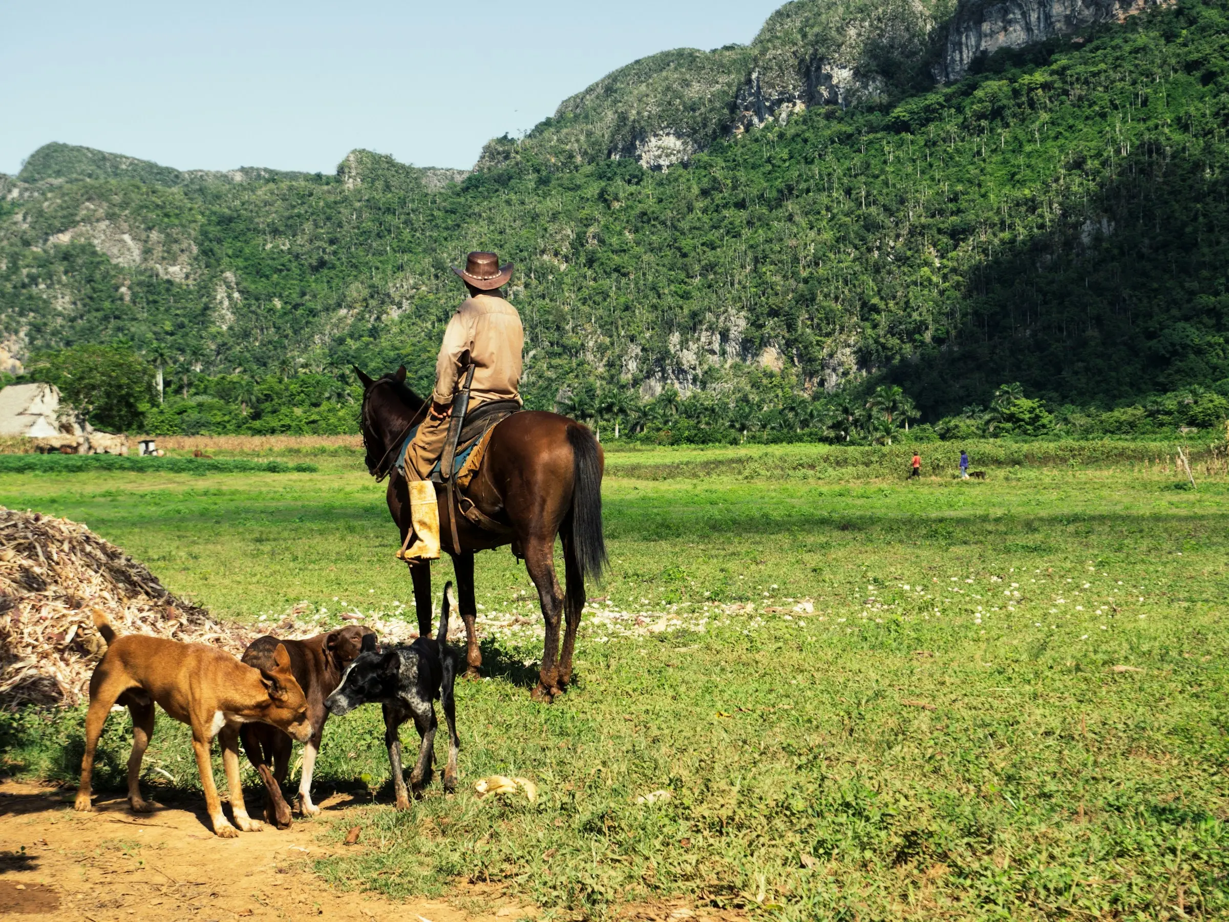 Cuban Paso Horse