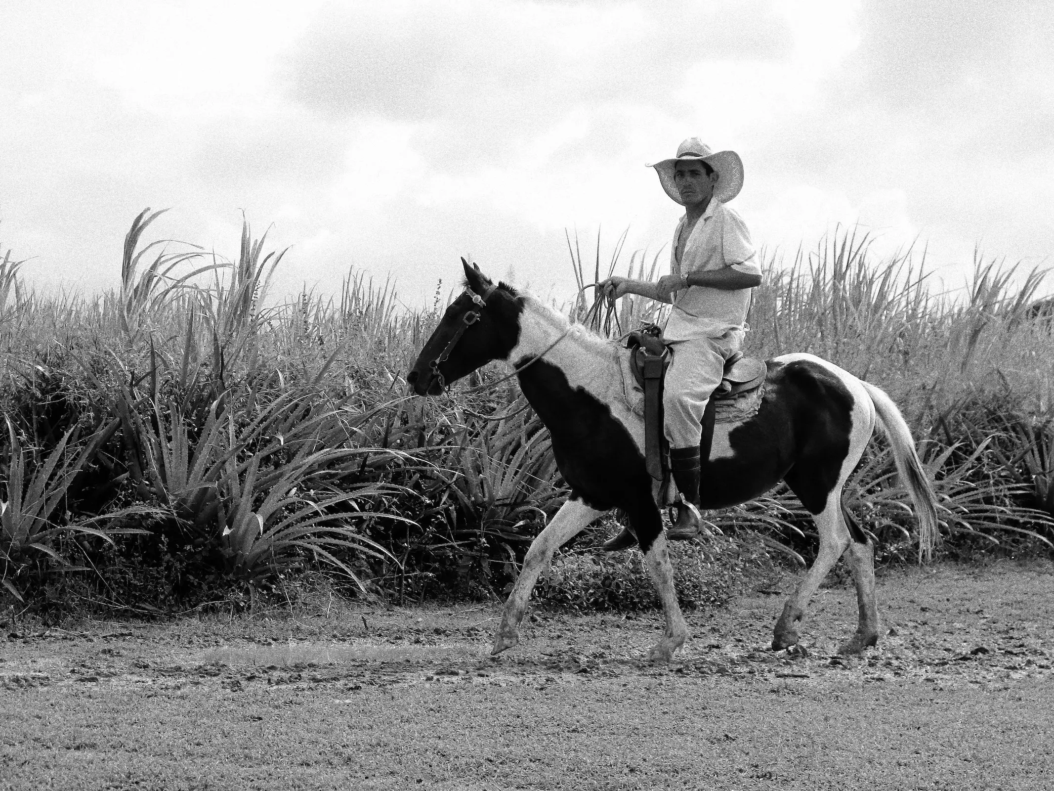 Cuban Pinto