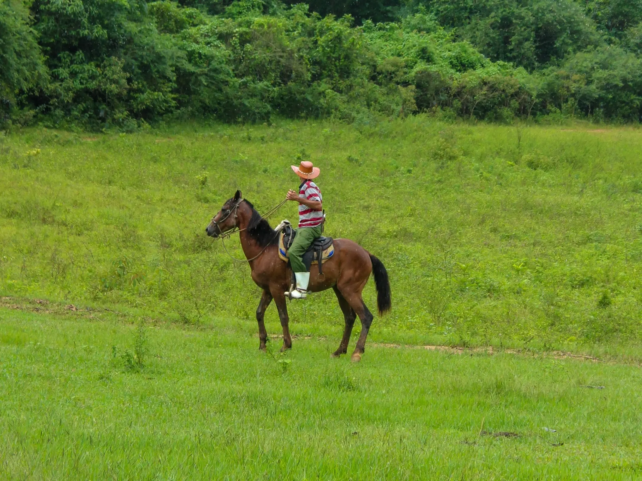 Cuban Trotter