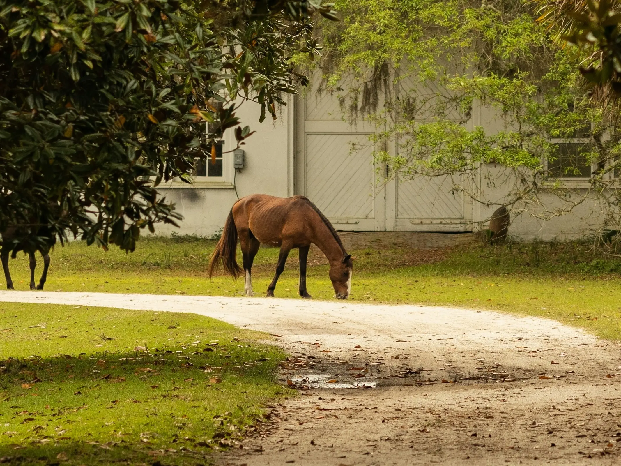 Cumberland Island Horse