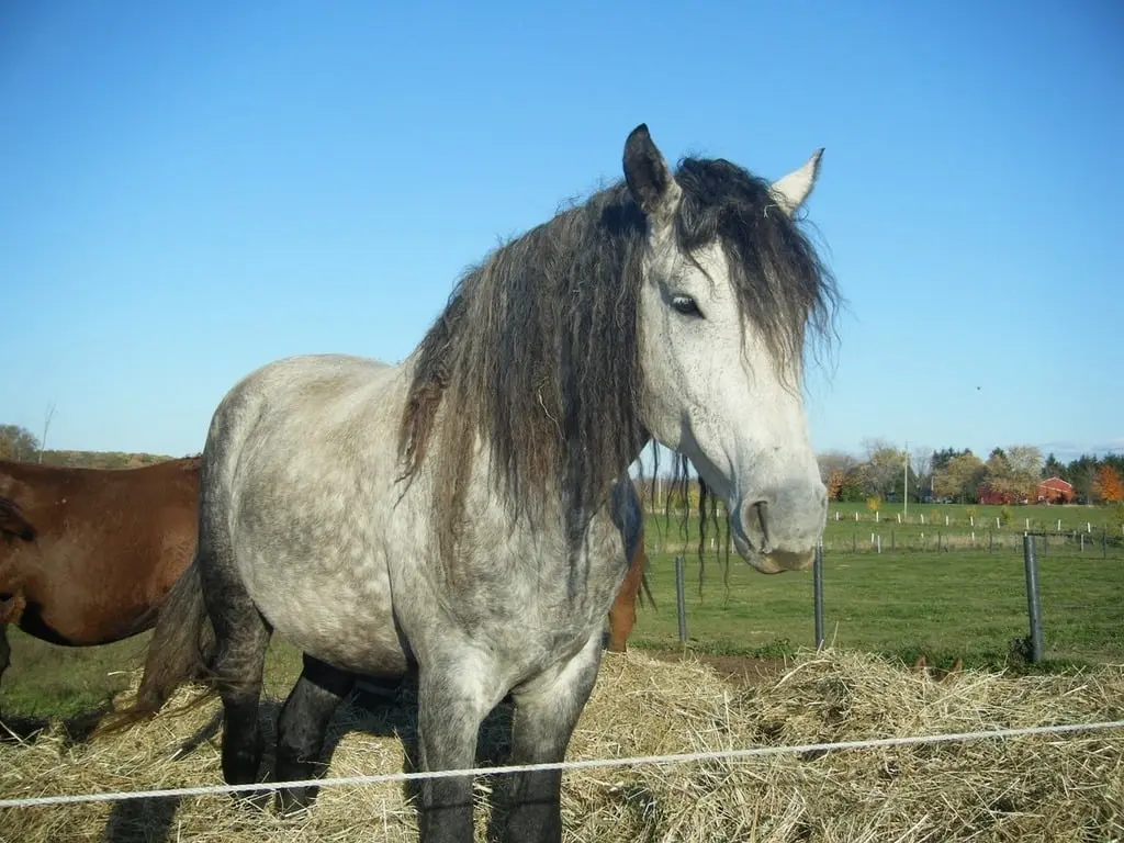 Curly Horse