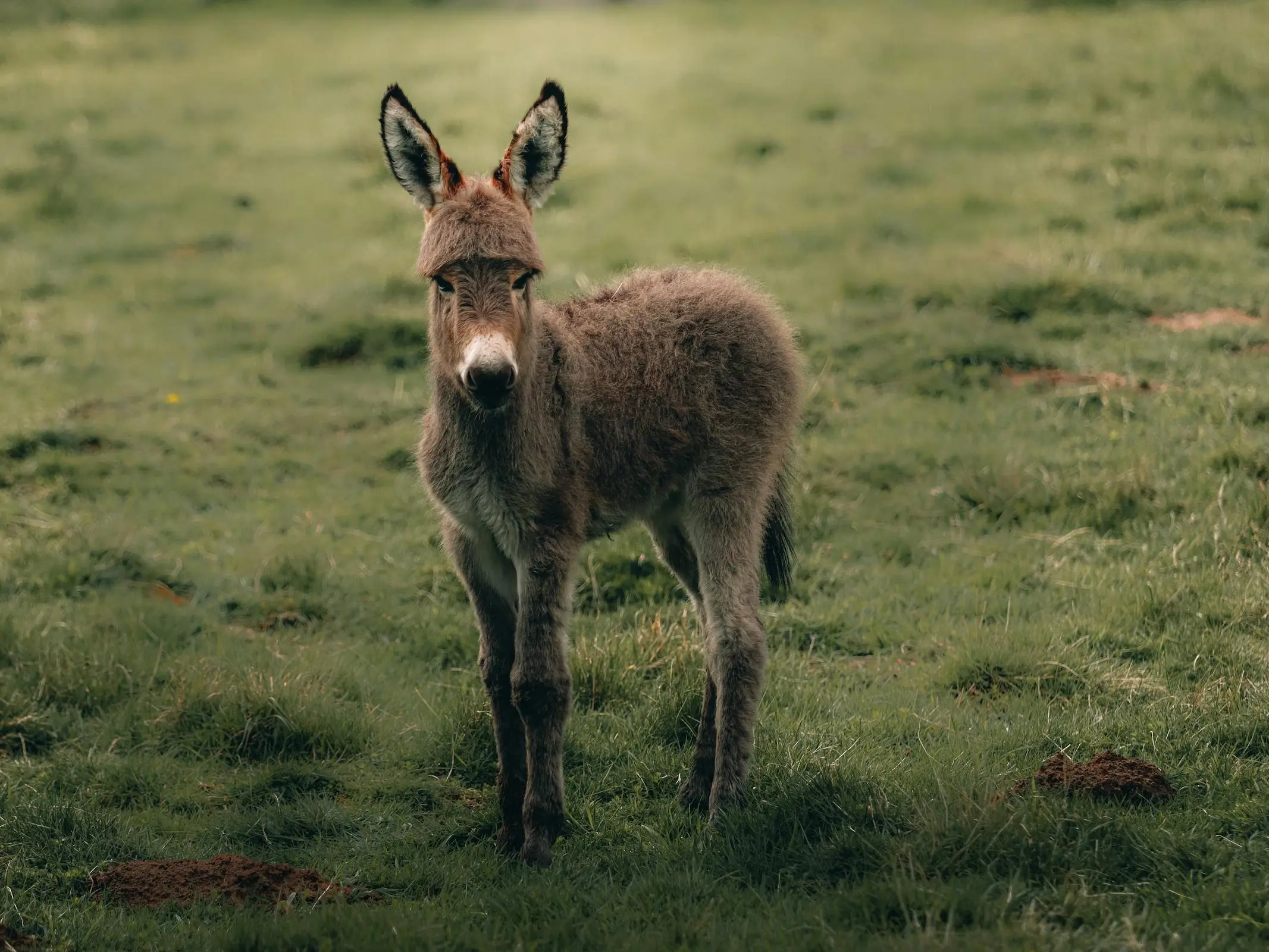 Baby donkey with big ears