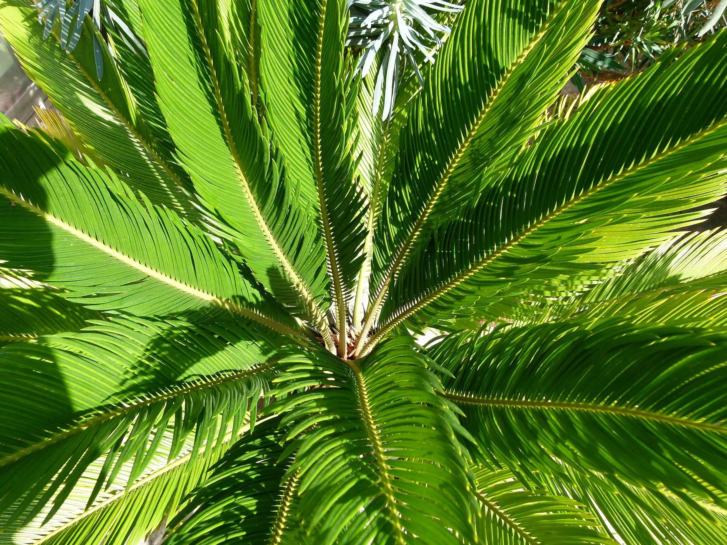 Sago Palm