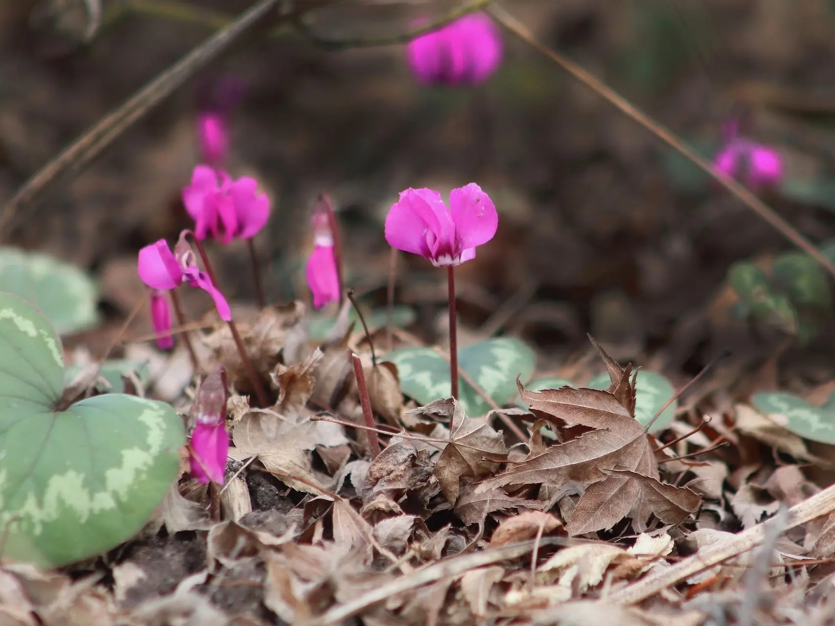 Cyclamen