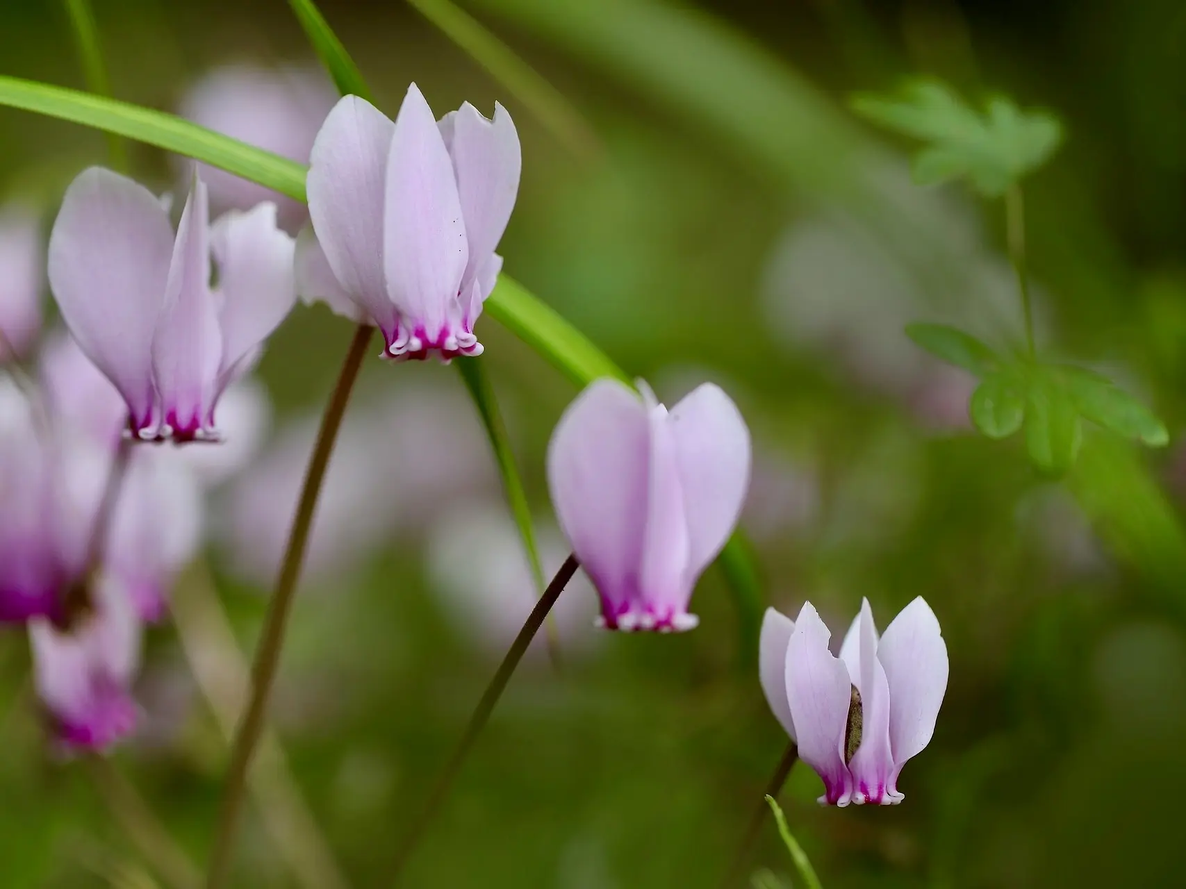 Cyclamen