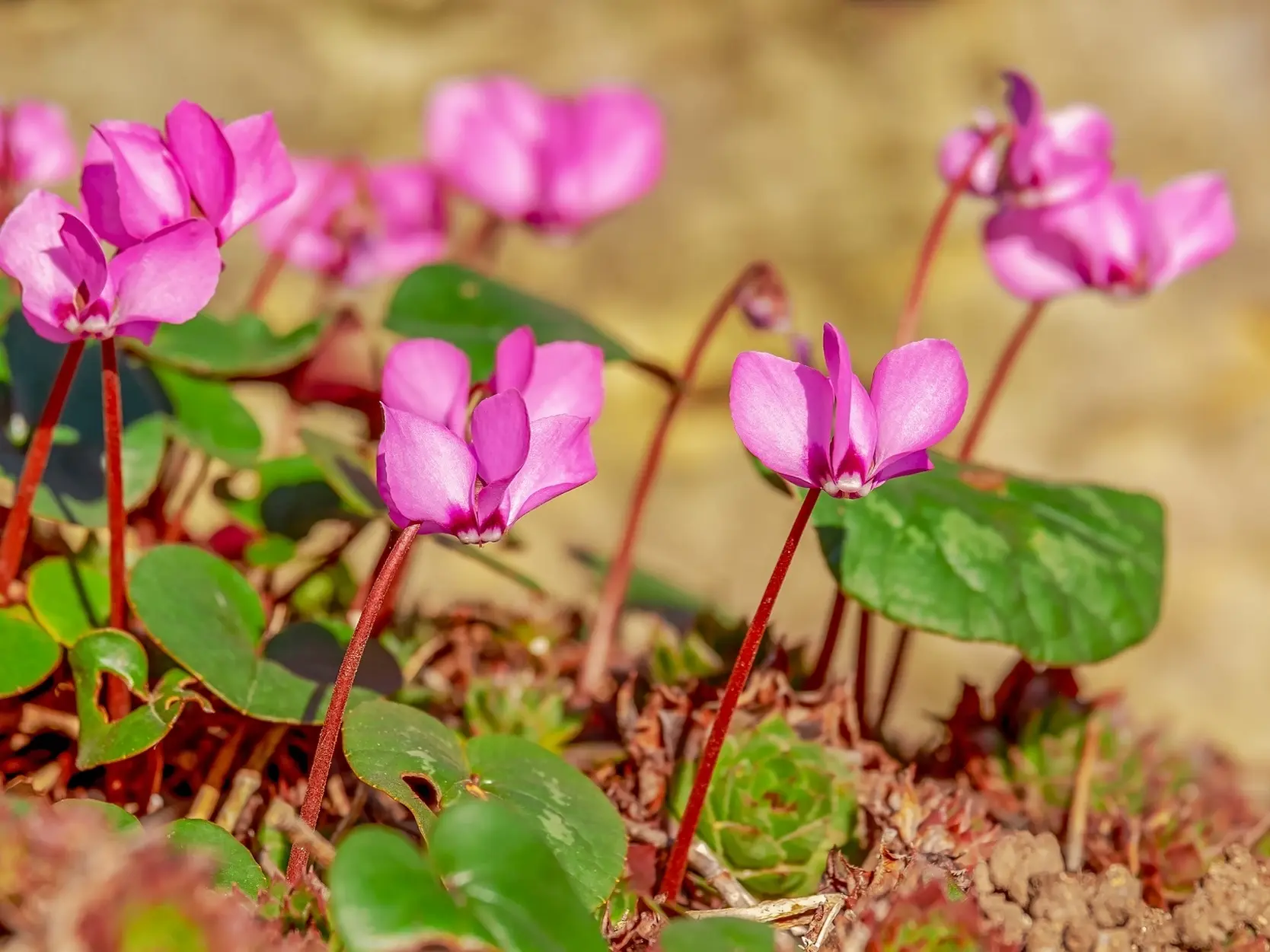 Cyclamen