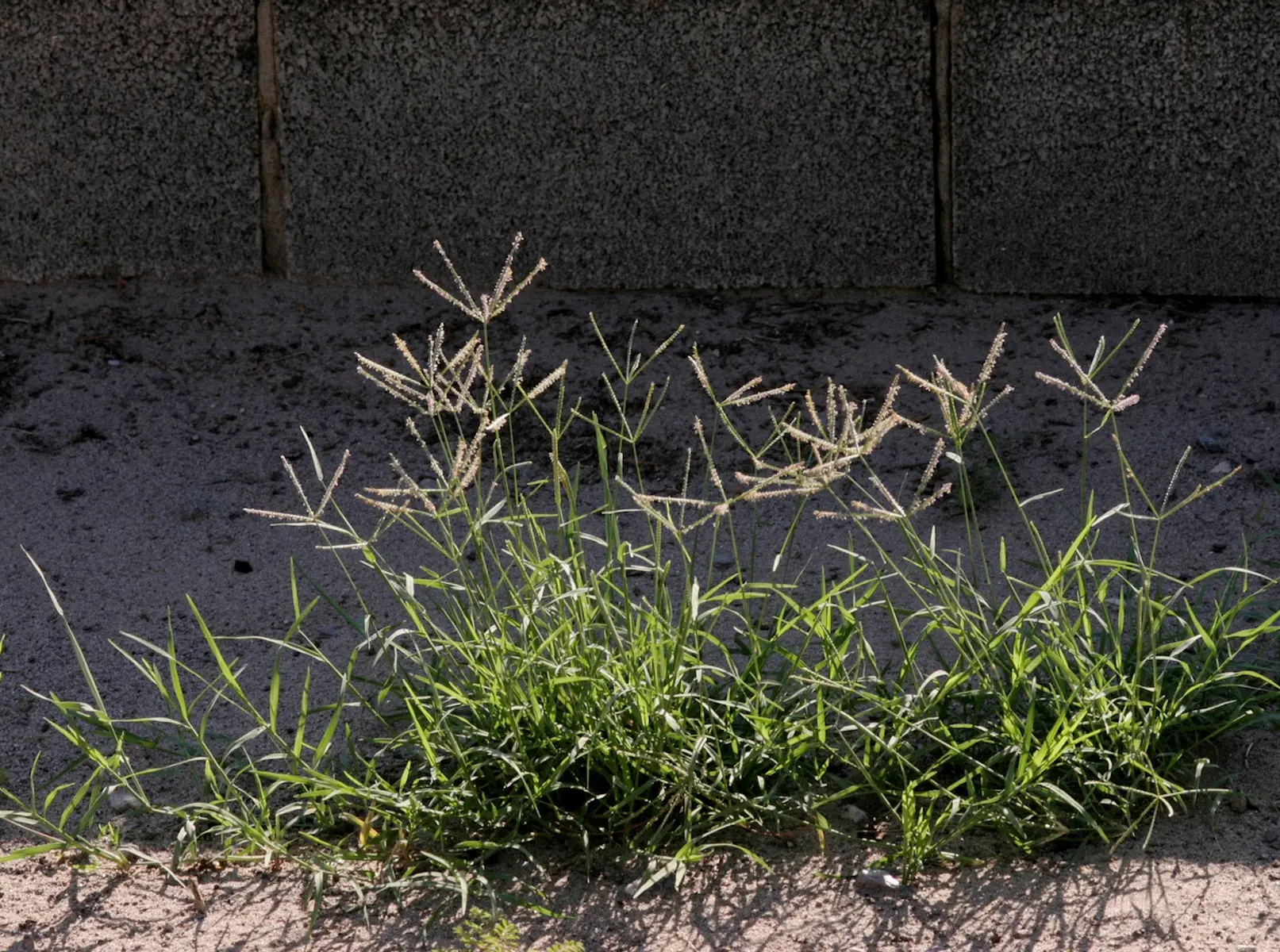 Bermuda Grass