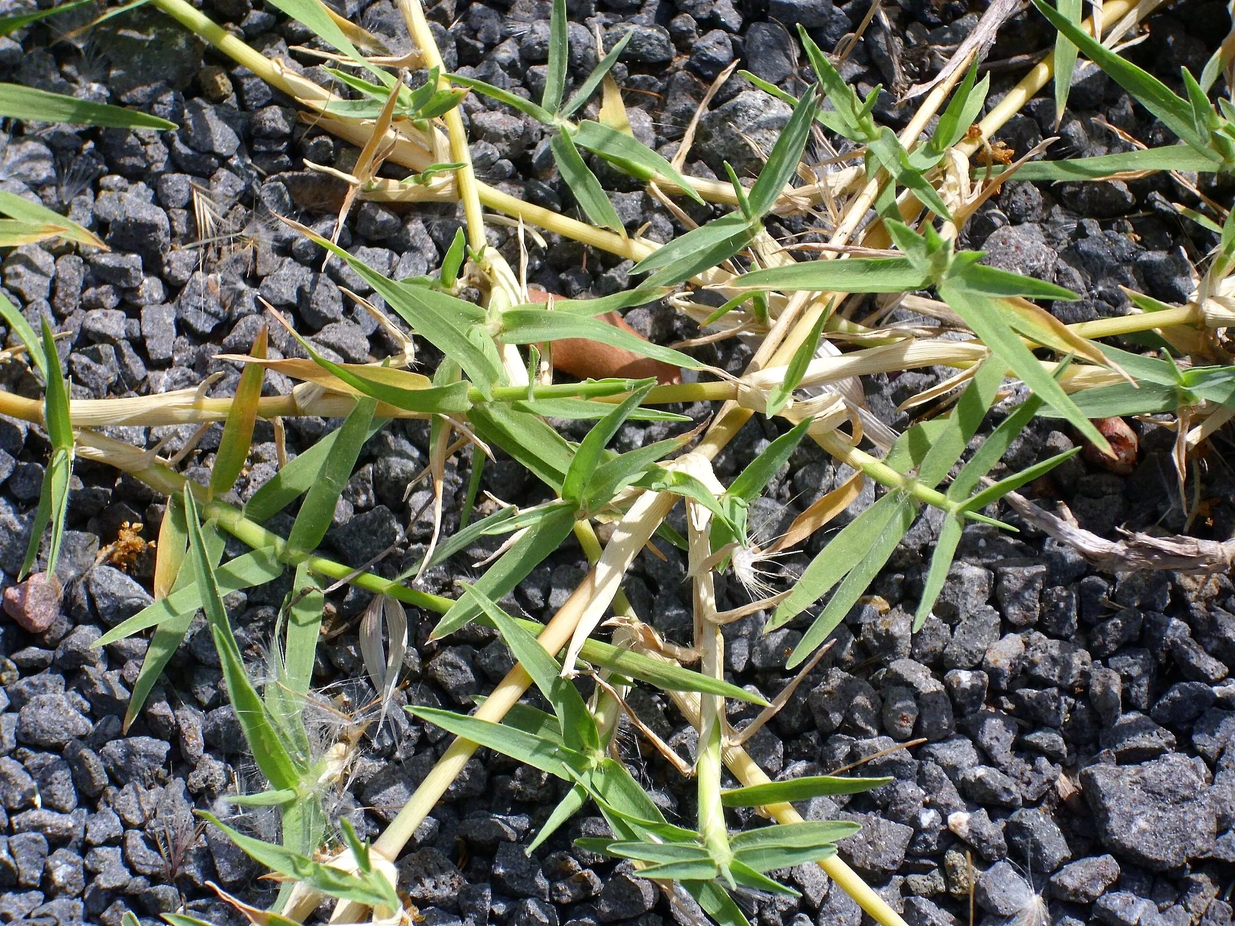 Bermuda Grass