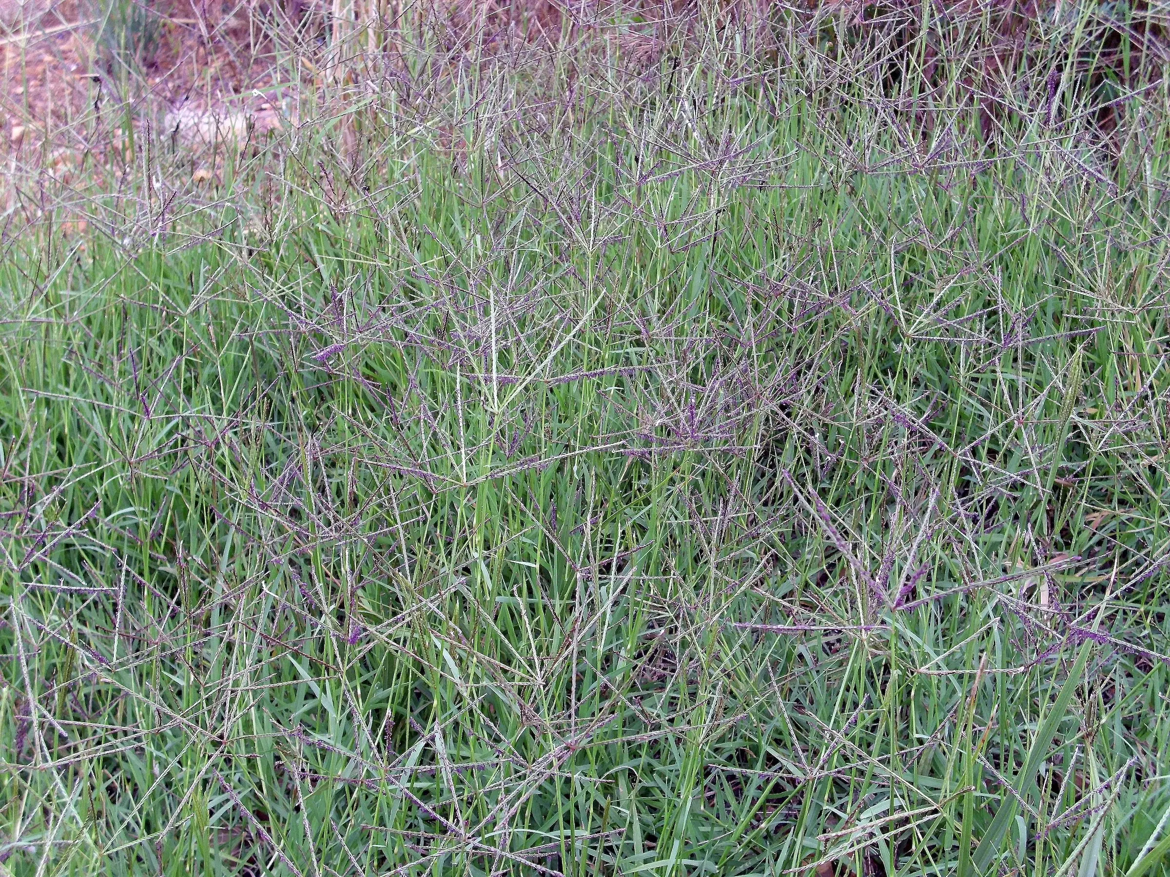 Bermuda Grass