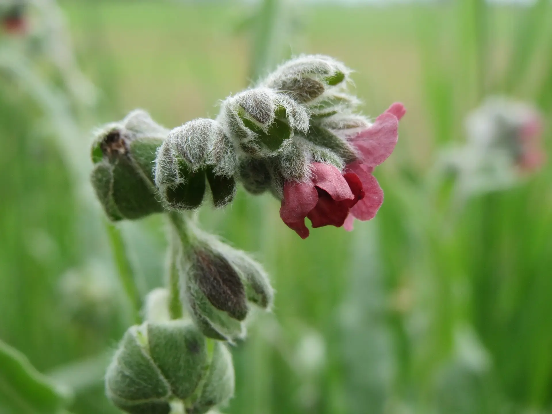 Chinese Forget-Me-Not