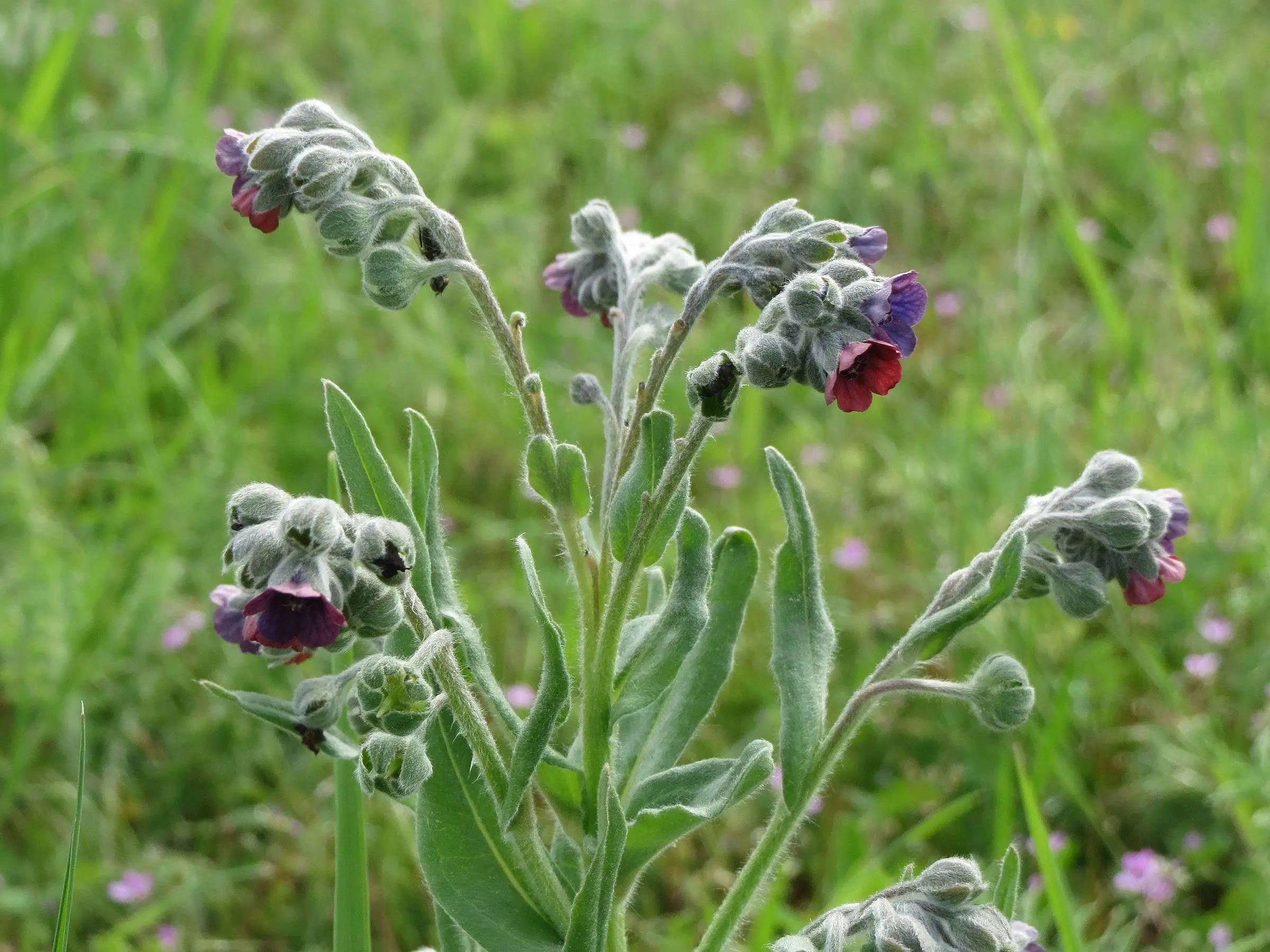 Hound's Tongue