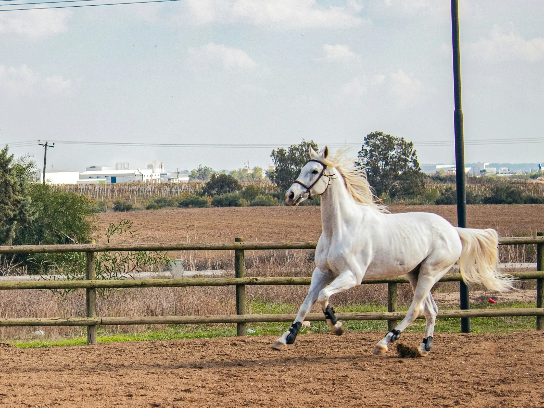 Cypriot Bred Horse