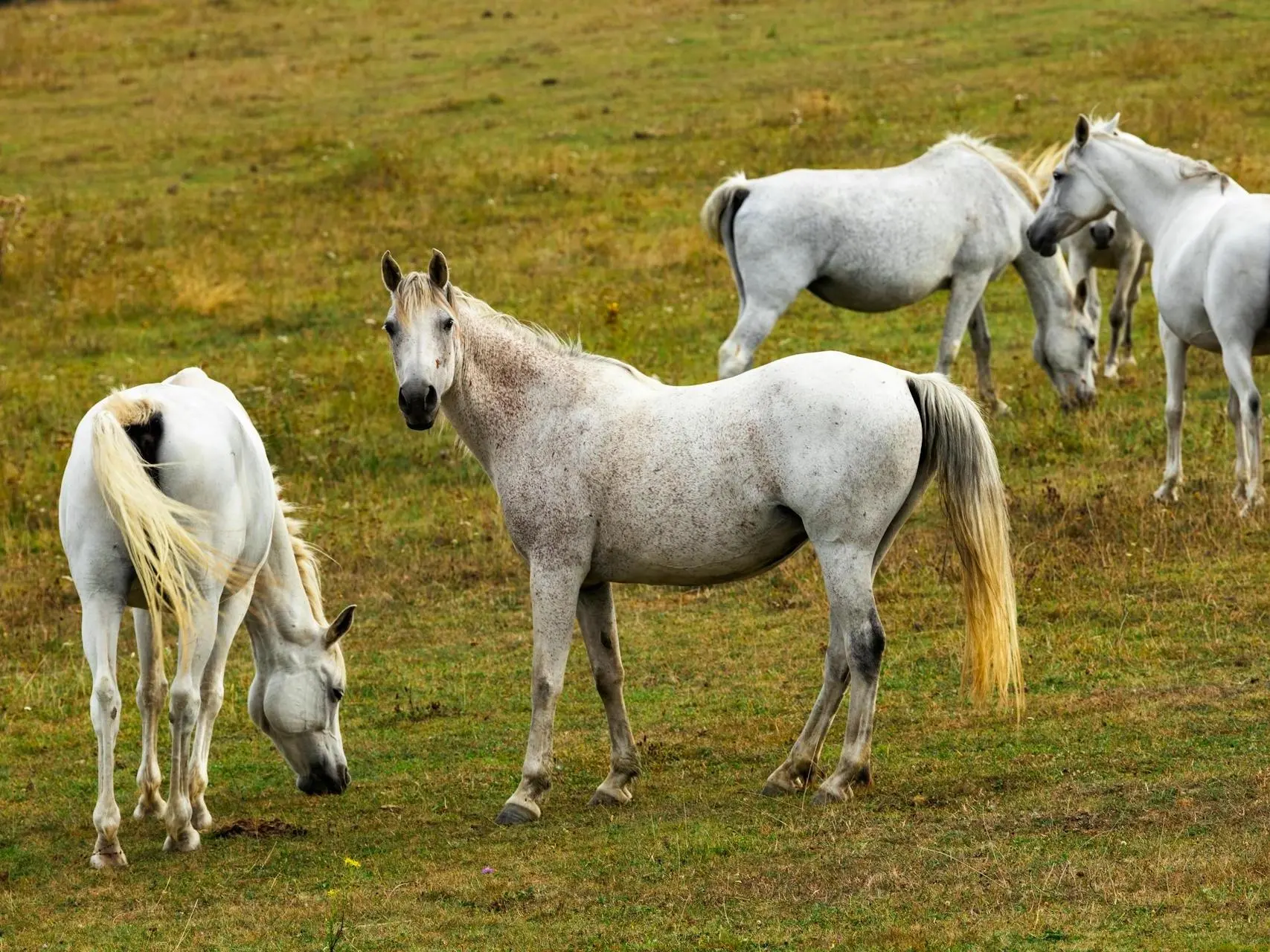 Czech Small Riding Horse