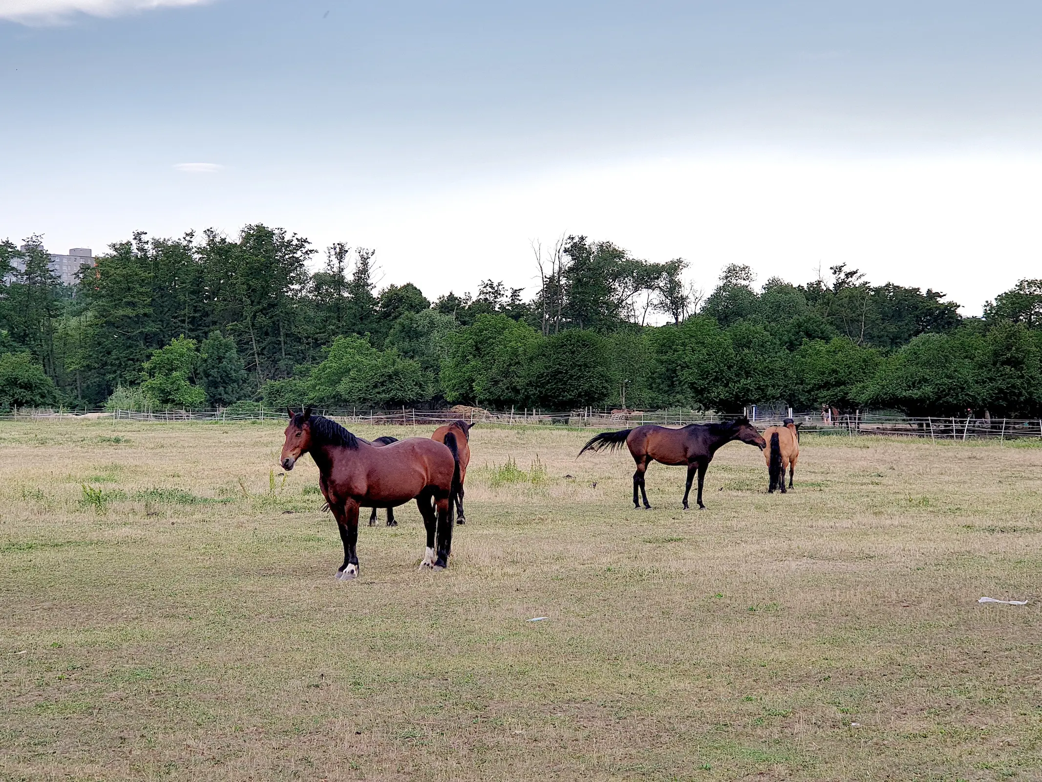 Czech Warmblood