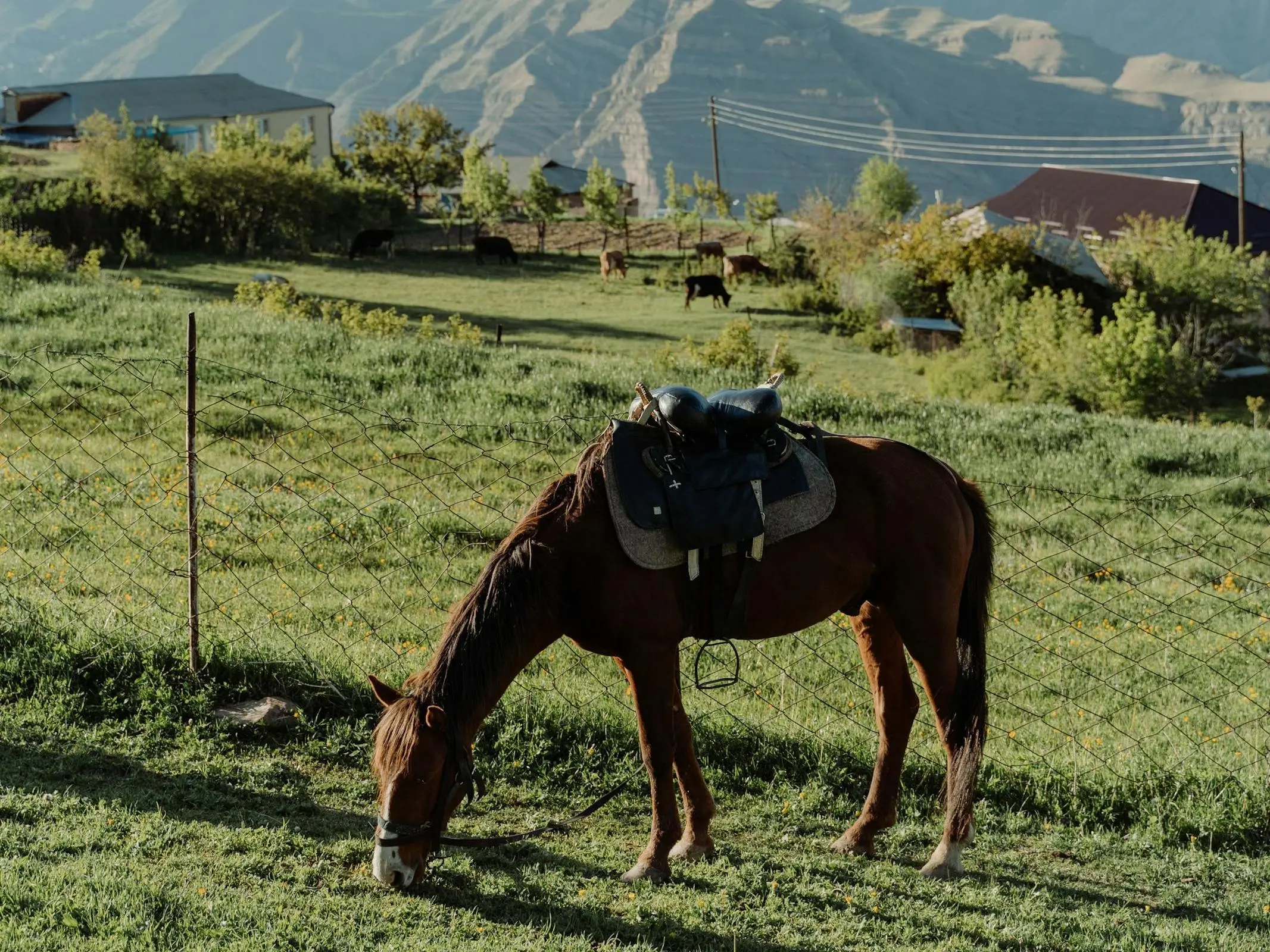 Dagestan Pony