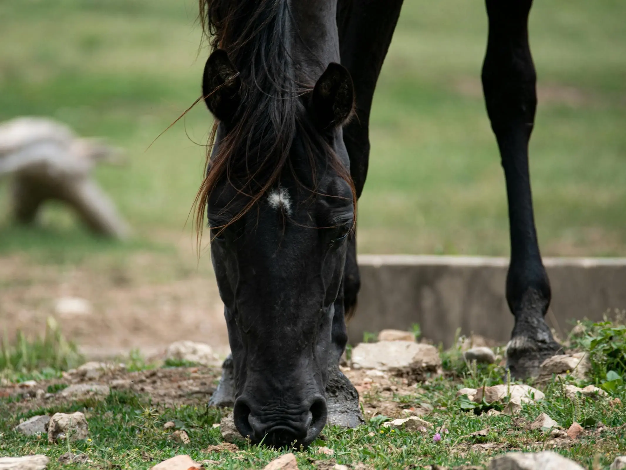 Dahoman Horse