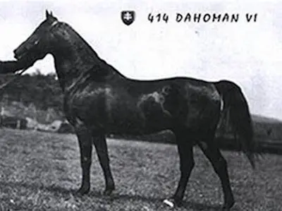 Dahoman