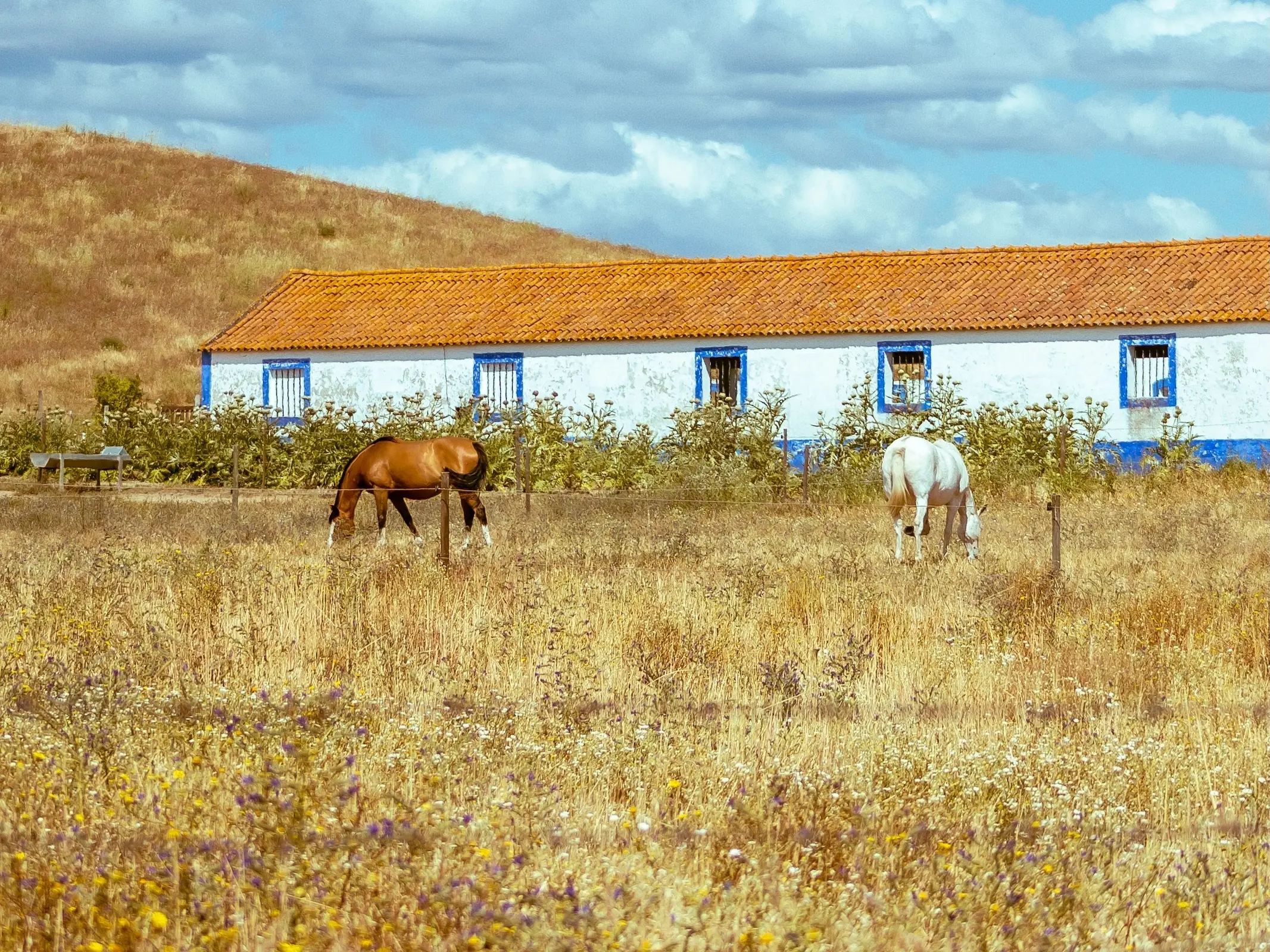 Andrade horse