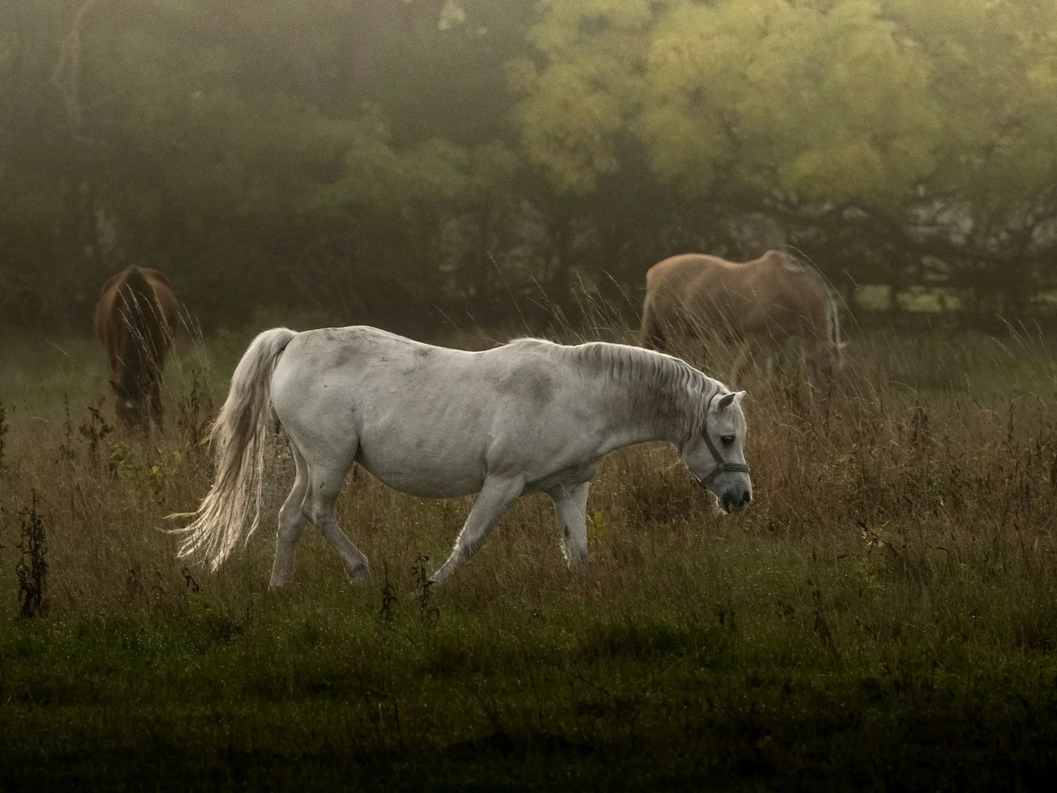 Danish Sport Pony