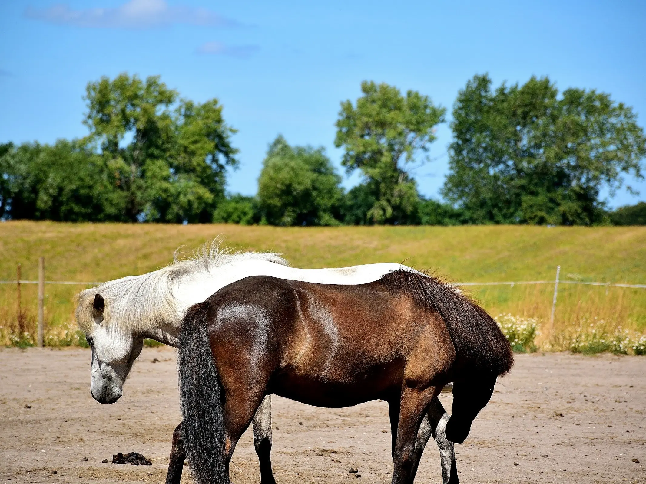 Danish Sport Pony