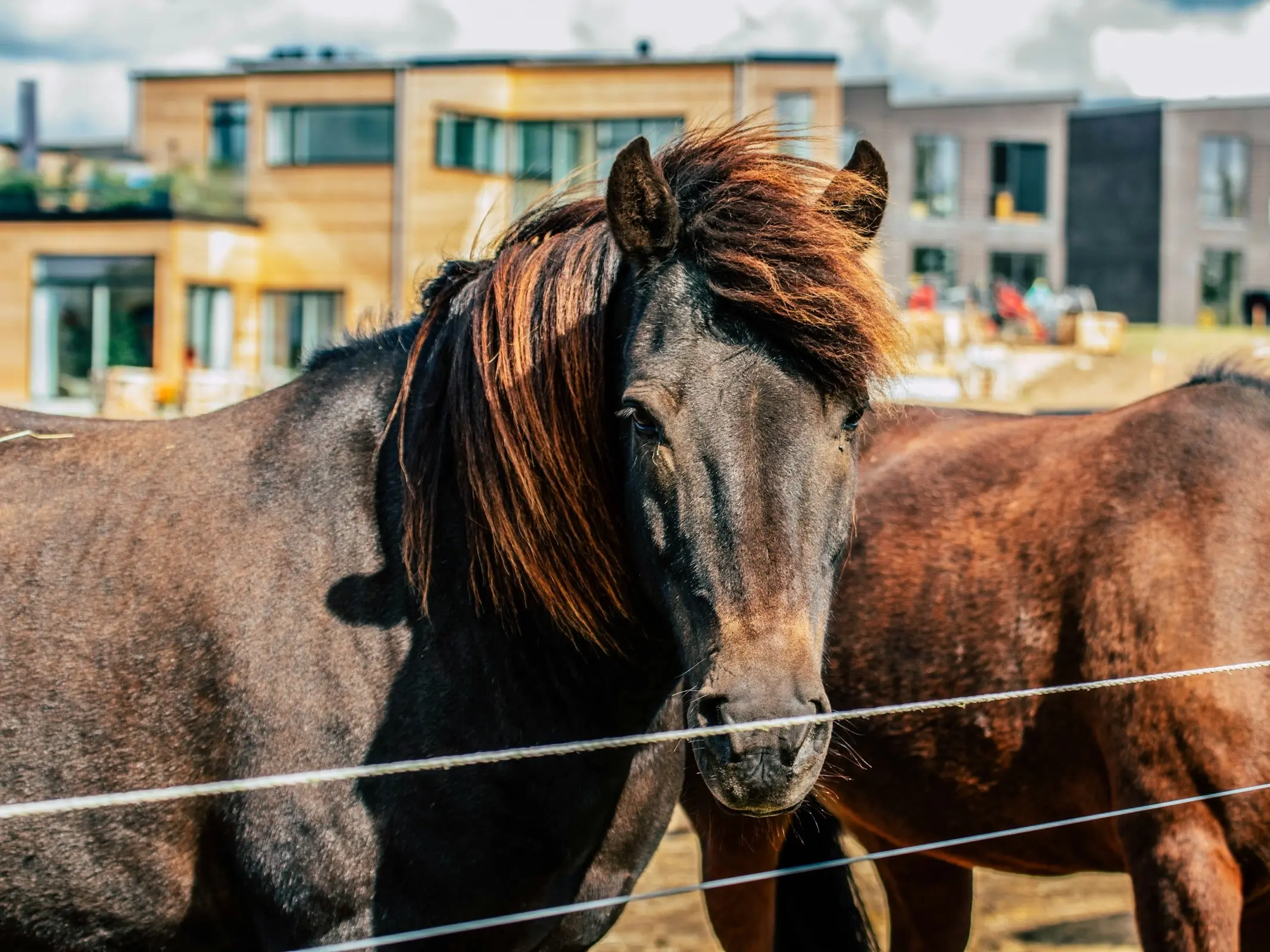 Danish Sport Pony