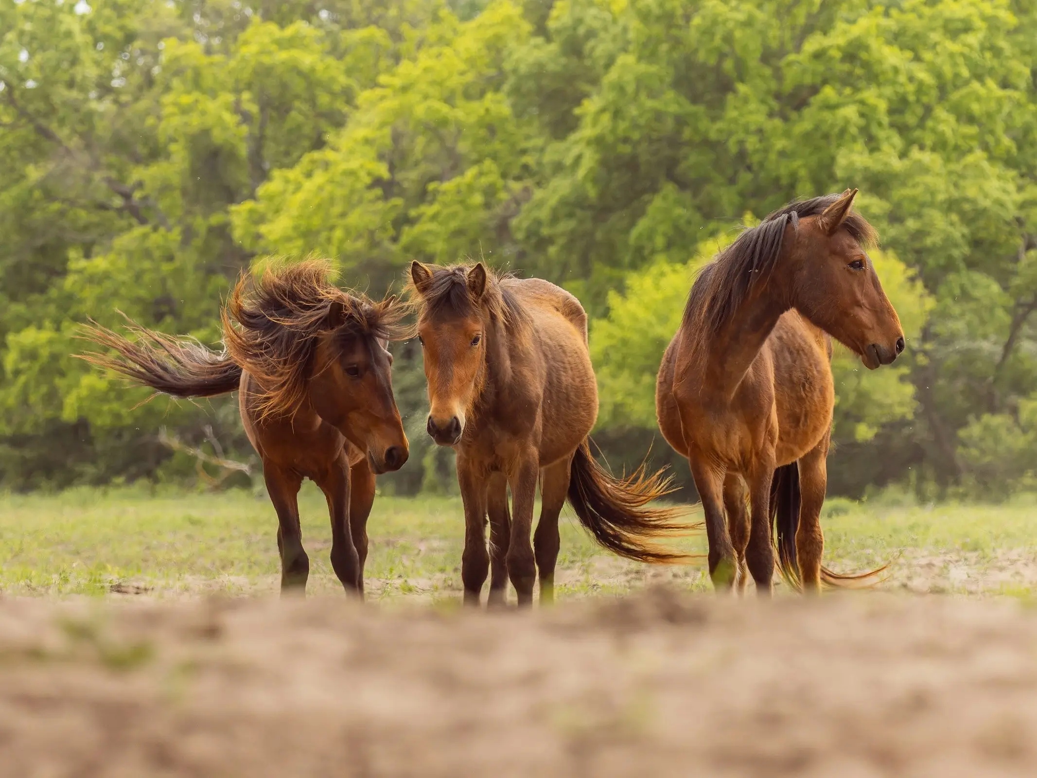 Danube Delta Horse