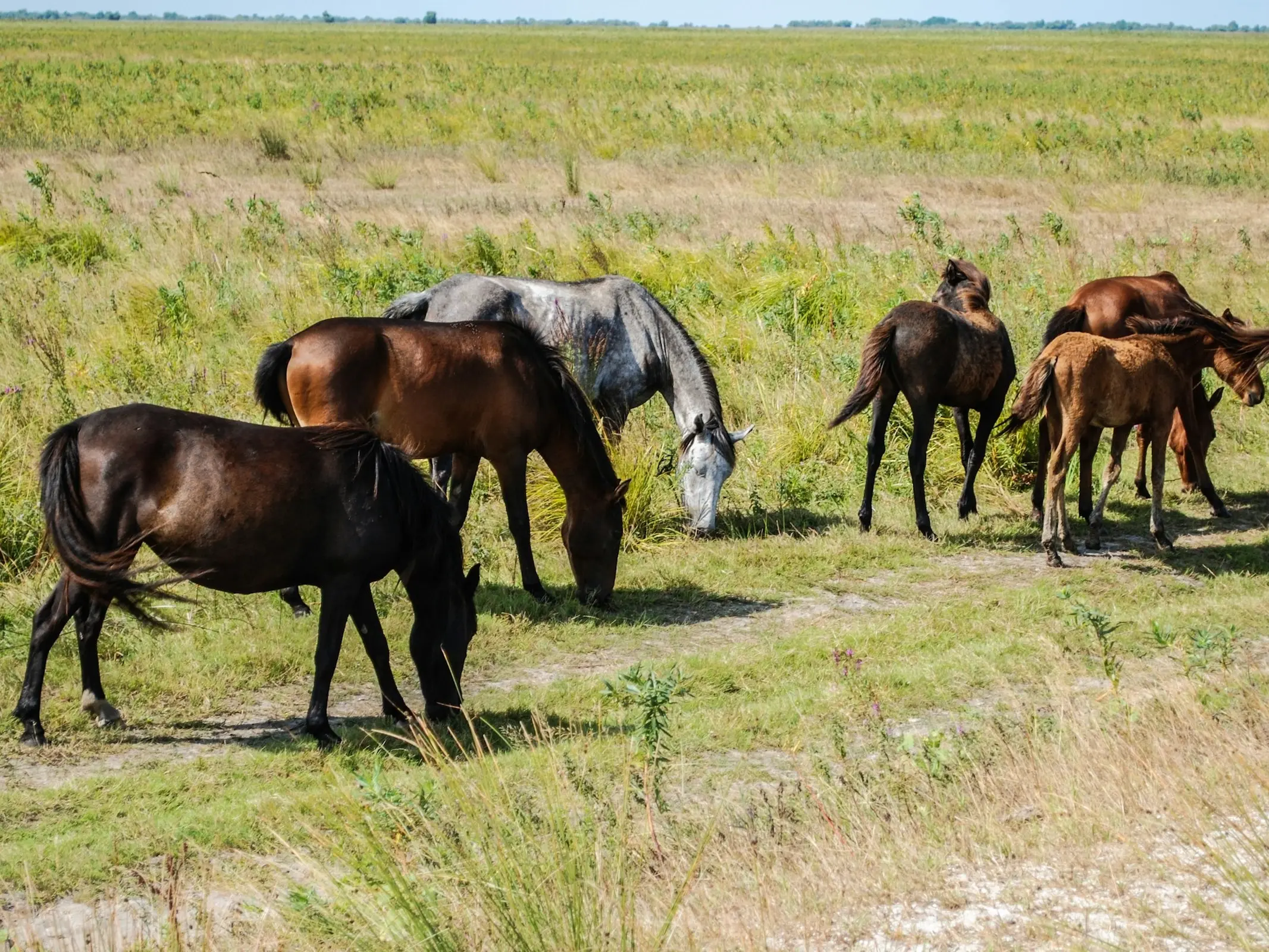 Danube Delta Horse