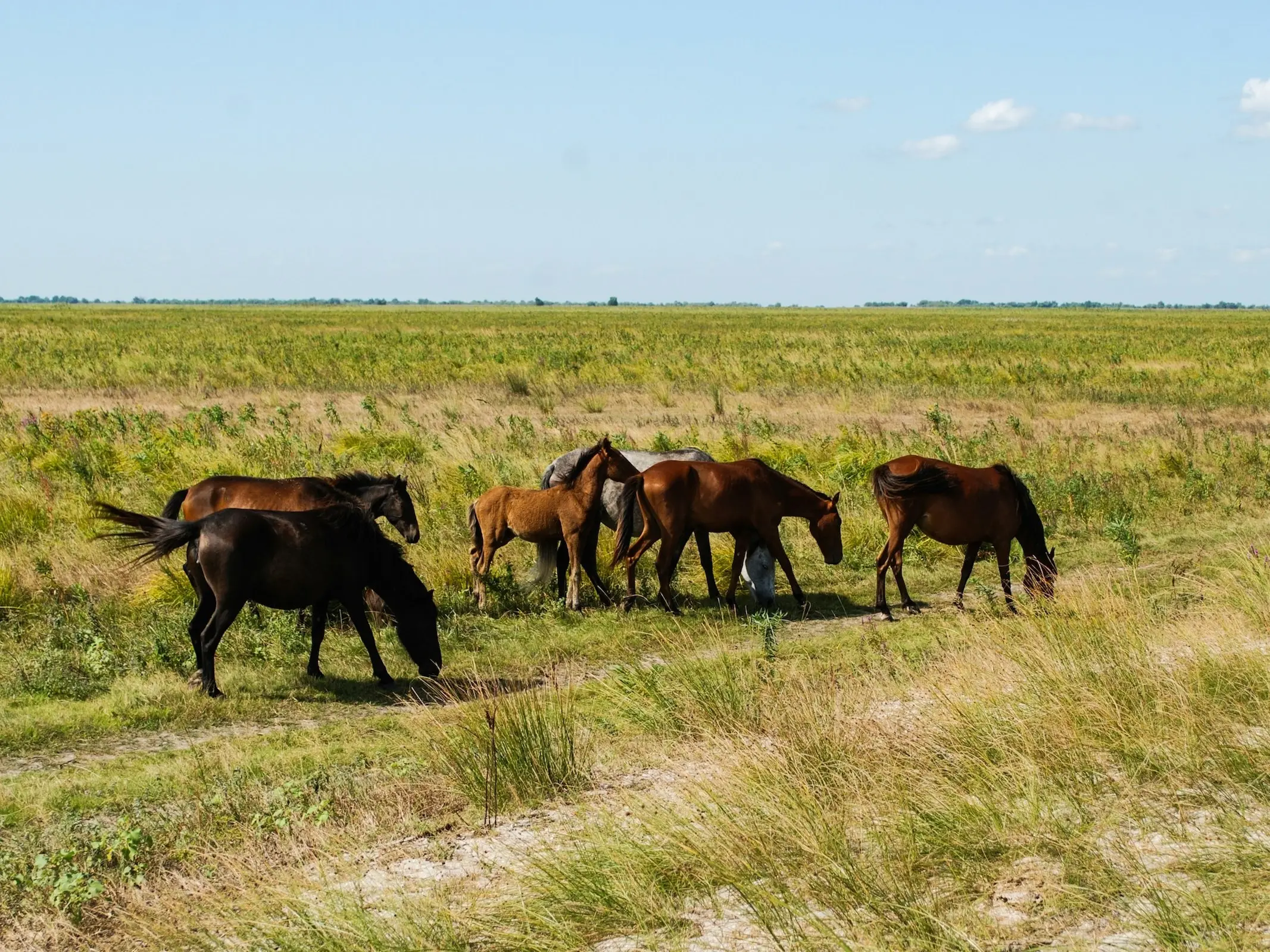 Danube Delta Horse