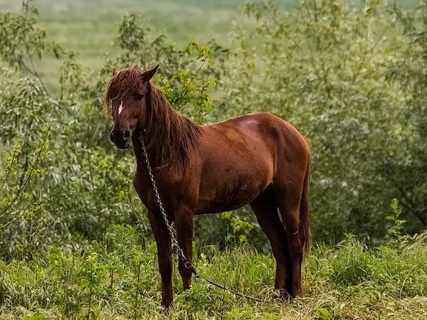 Danube Delta Horse