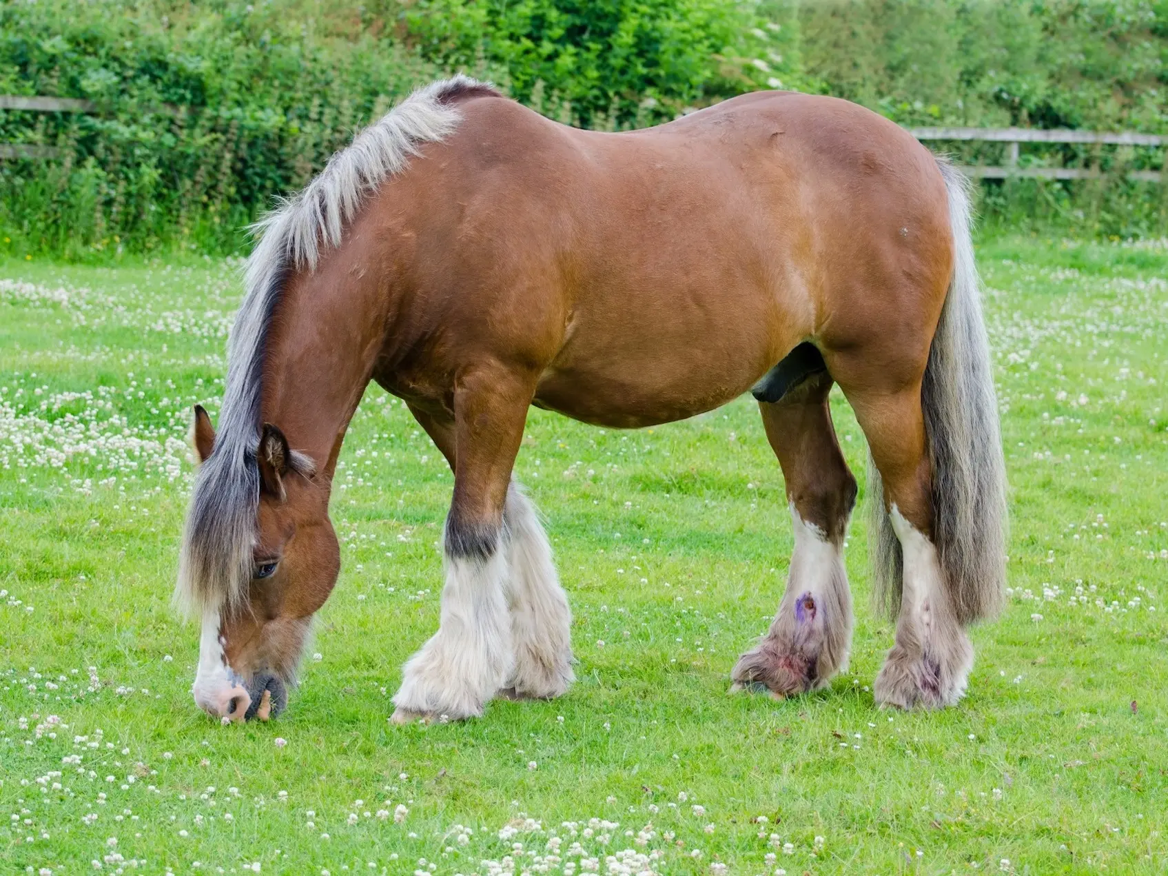 Red dapple horse