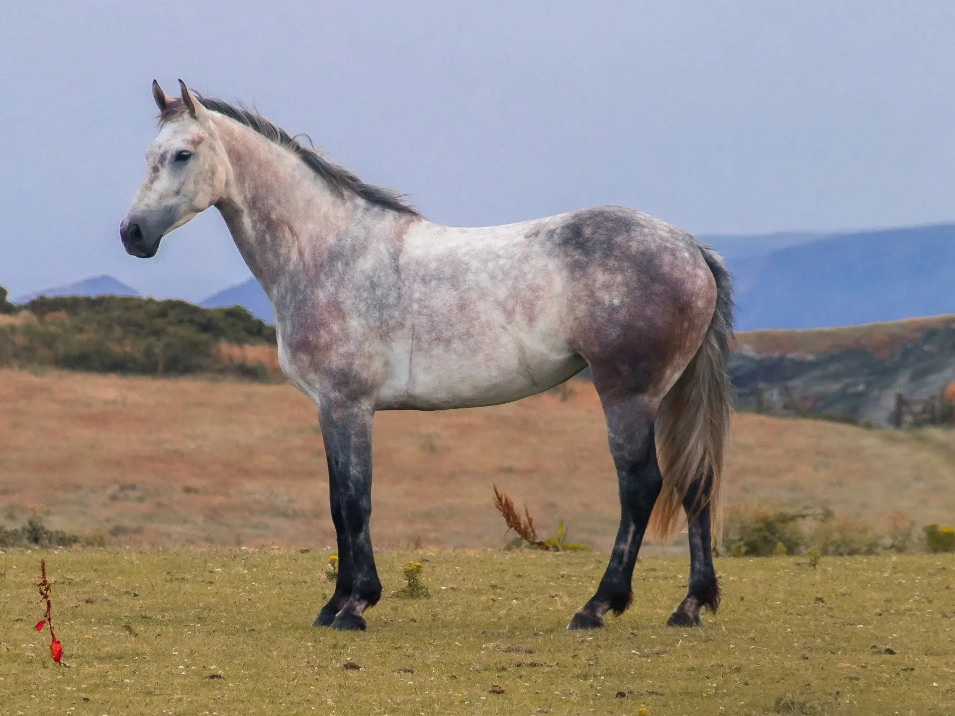 Bay grey horse