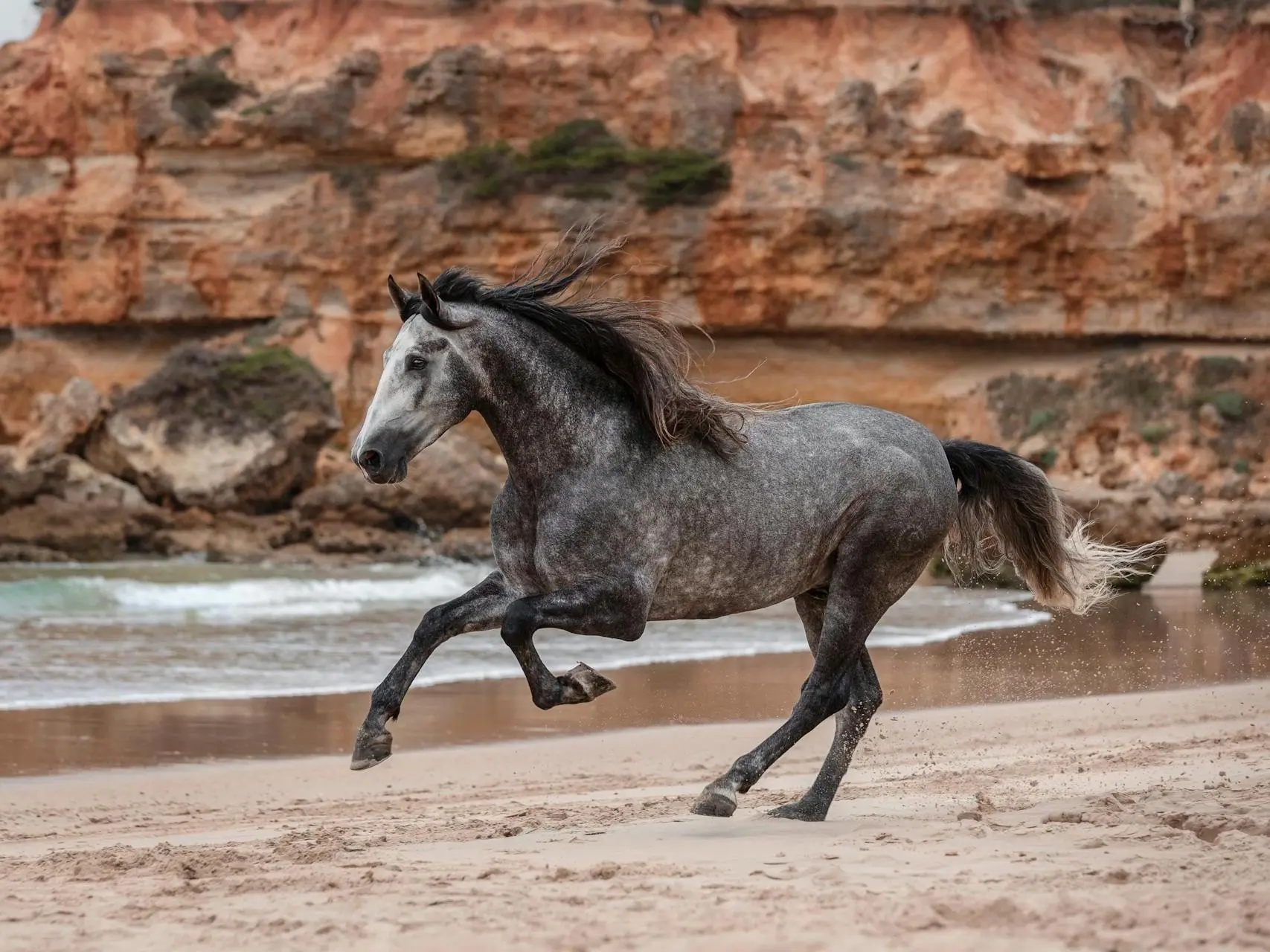 Black grey horse horse