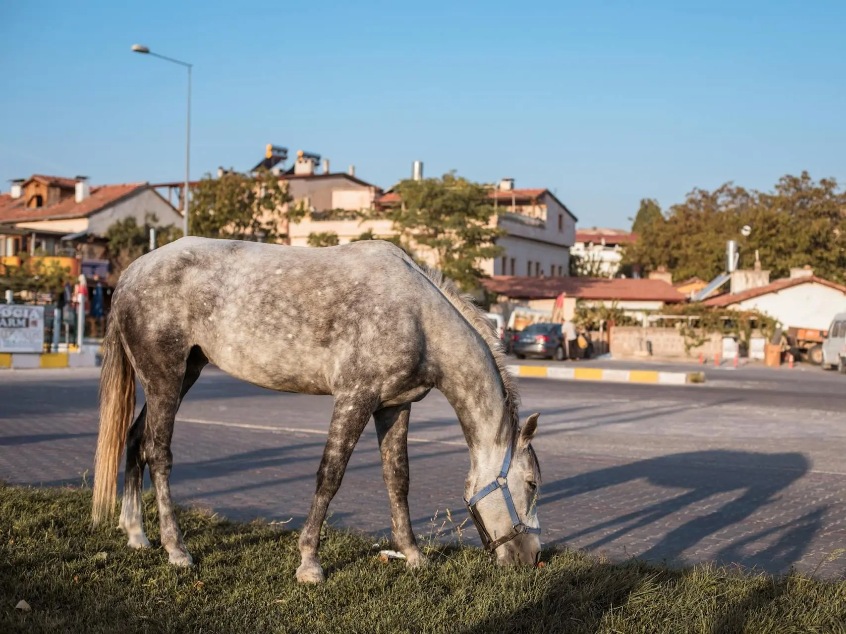 Black grey horse horse