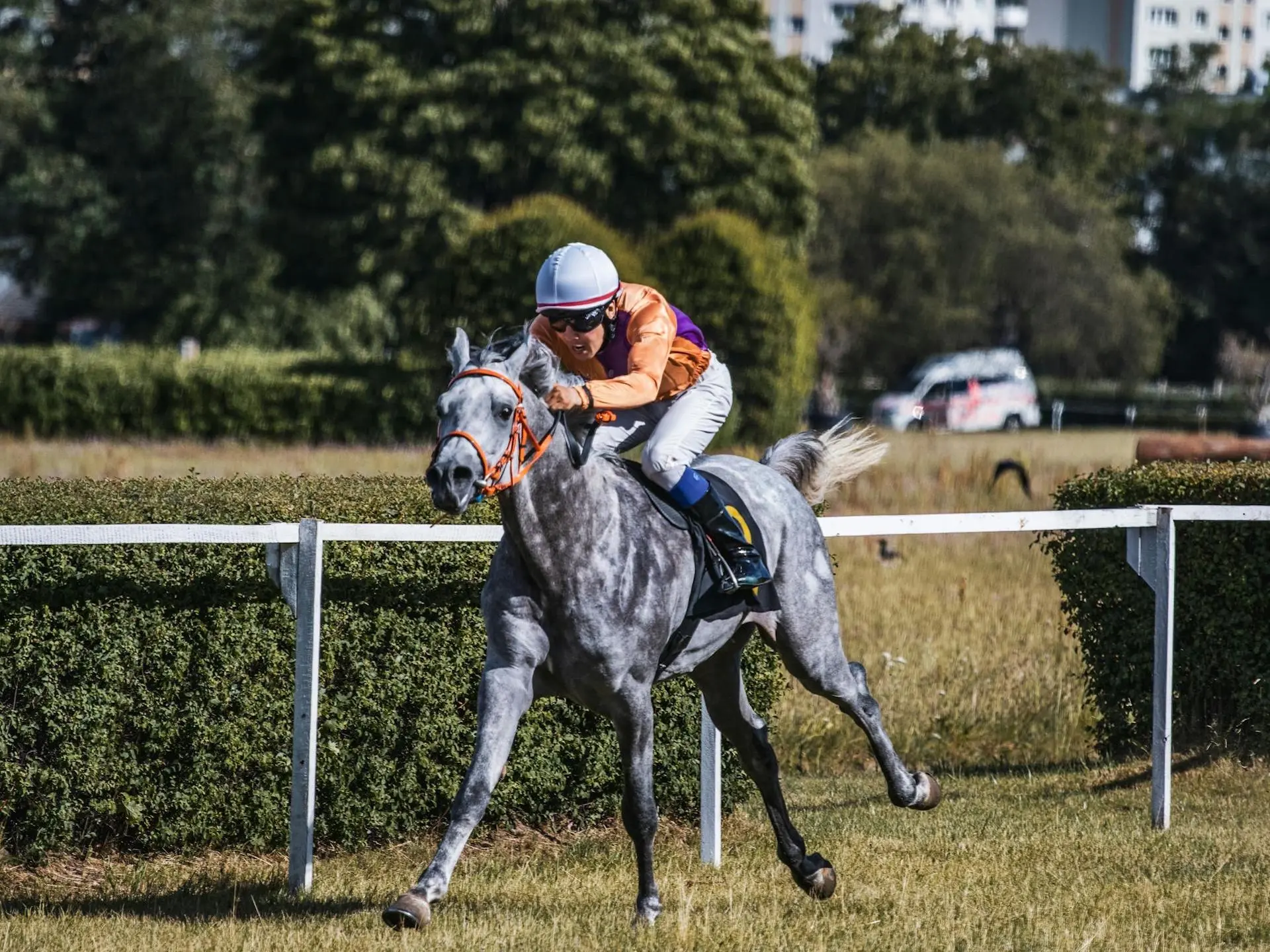 Black grey horse horse