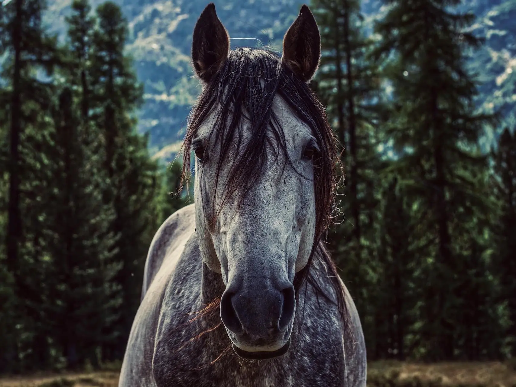 Black grey horse