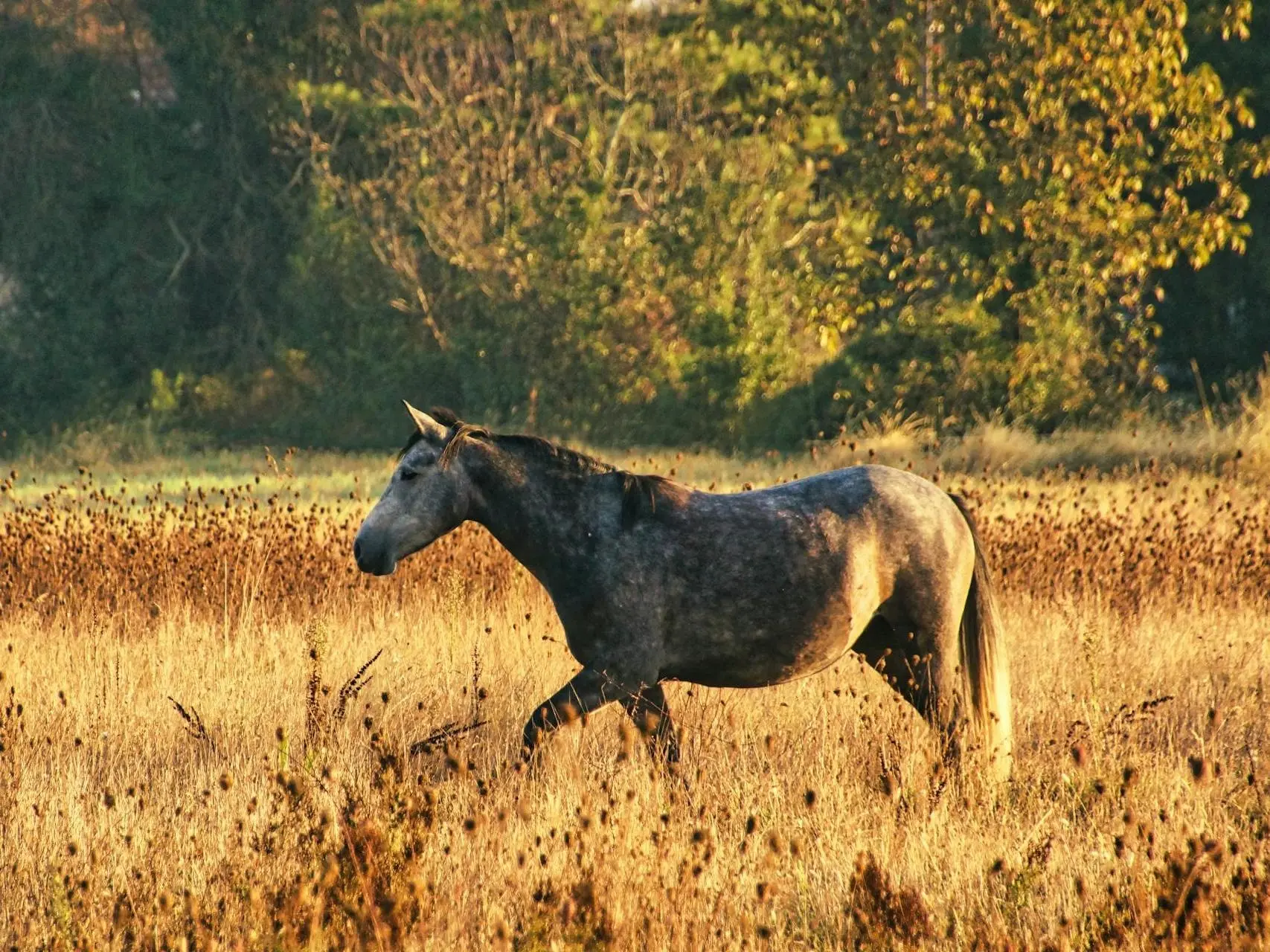 Dapple grey horse