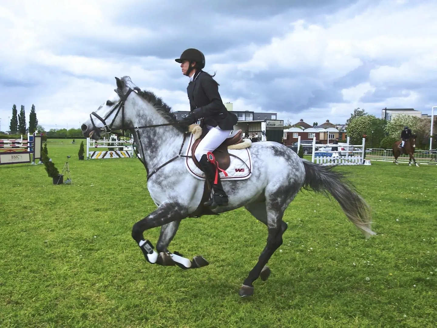 Black grey horse horse