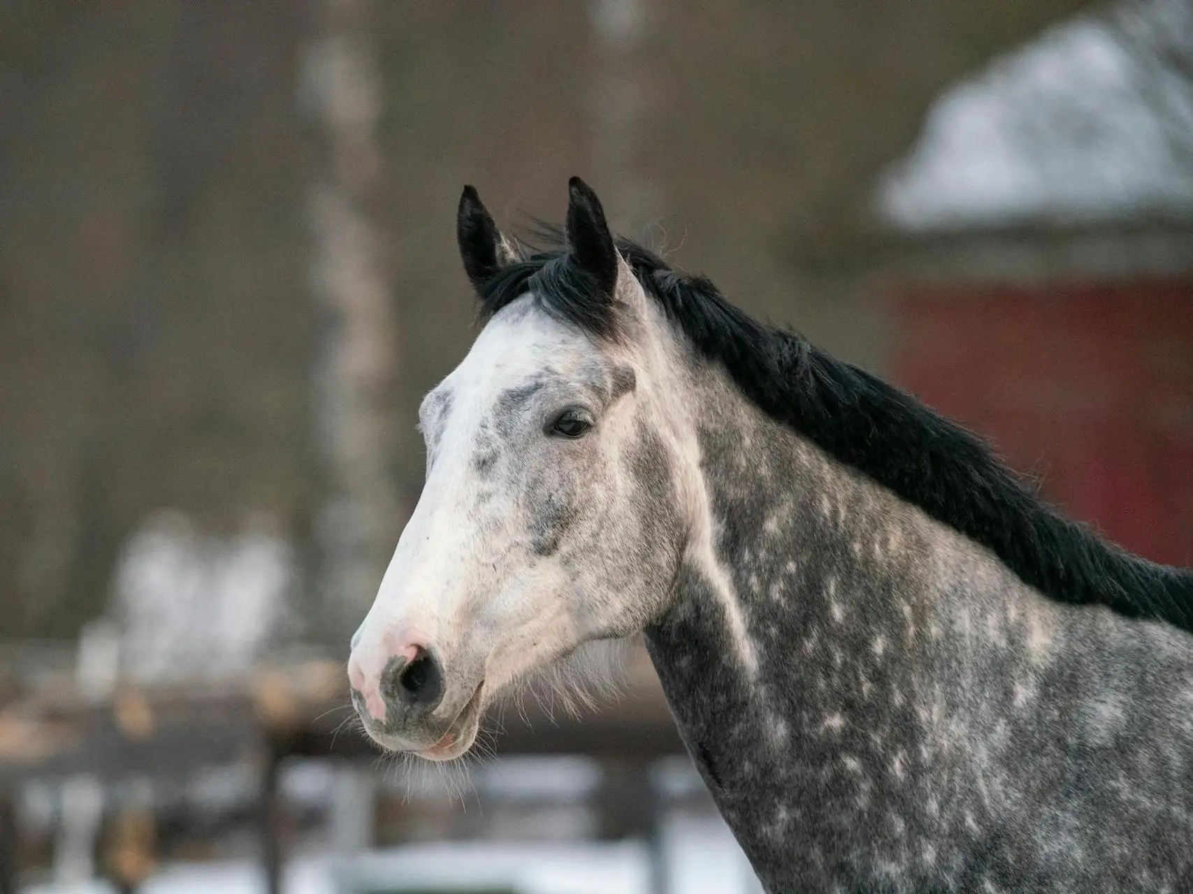 Black grey horse horse