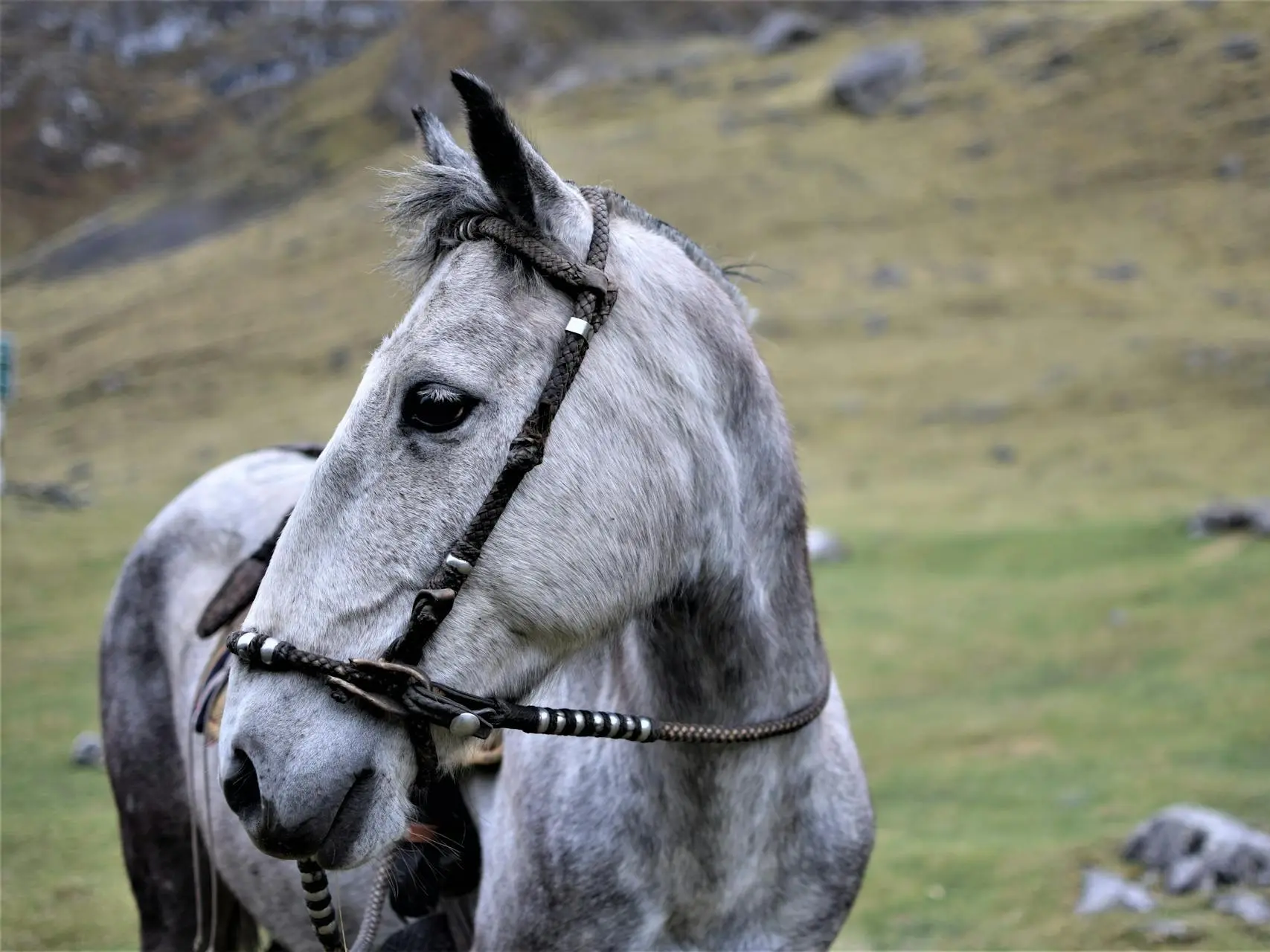 Black grey horse horse